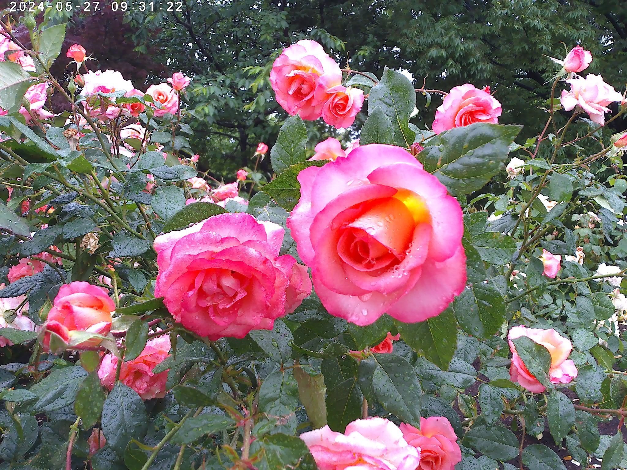 雨でしっとり濡れた色とりどりの薔薇を眺めに「大野町バラ公園」へ