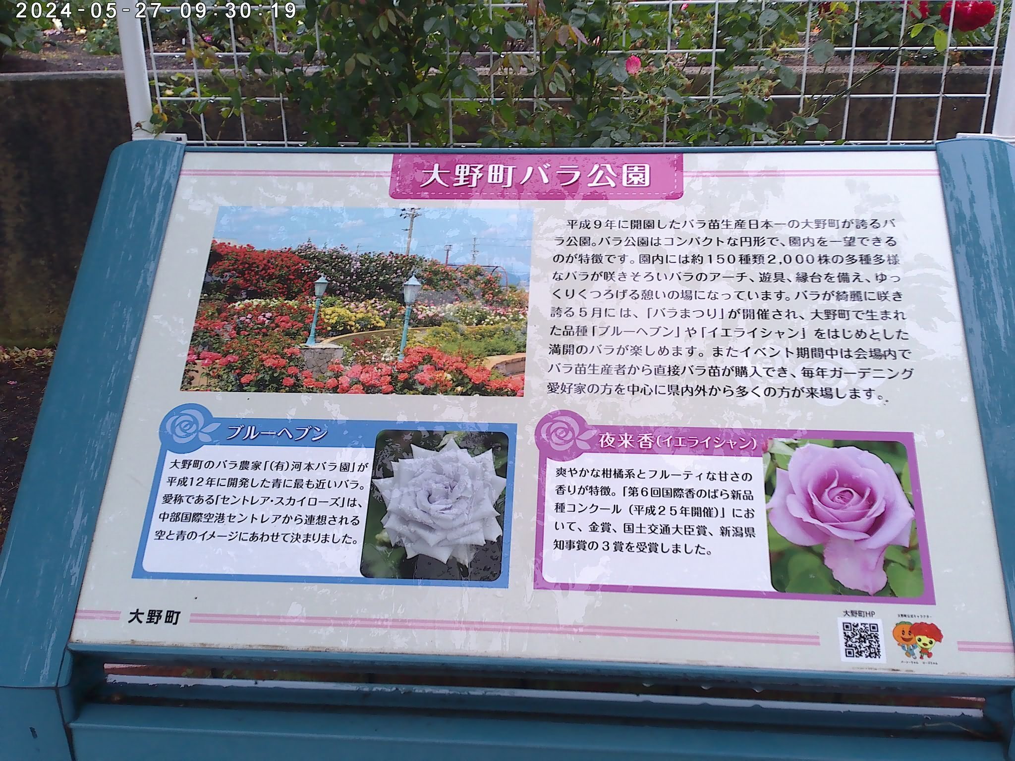 雨でしっとり濡れた色とりどりの薔薇を眺めに「大野町バラ公園」へ