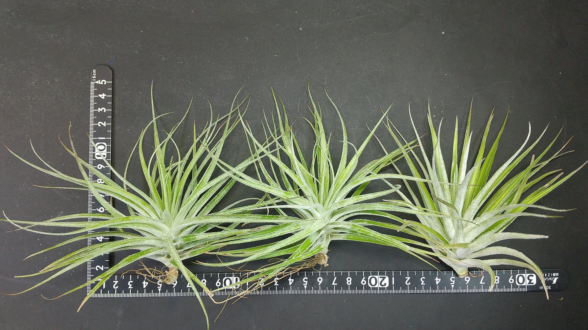チランジア入荷リスト5/24|NatureGarden🌿神田 チランジア入荷リスト5/24|NatureGarden🌿神田