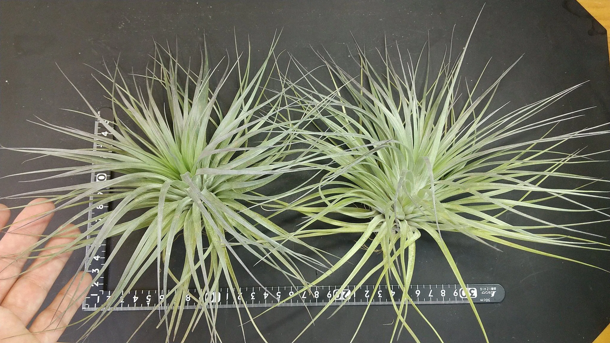 チランジア入荷リスト5/24｜NatureGarden🌿神田