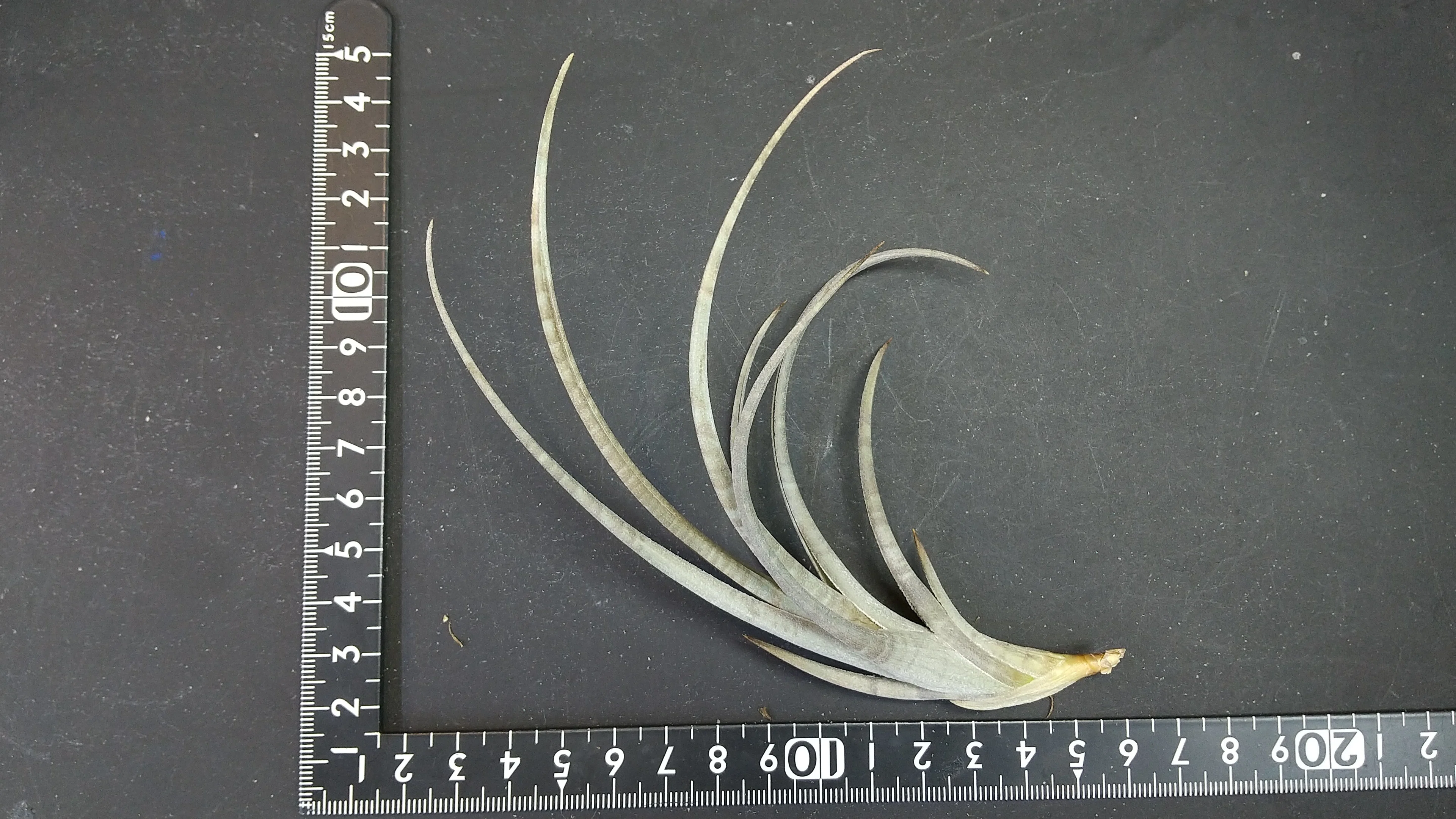 チランジア入荷リスト5/24｜NatureGarden🌿神田
