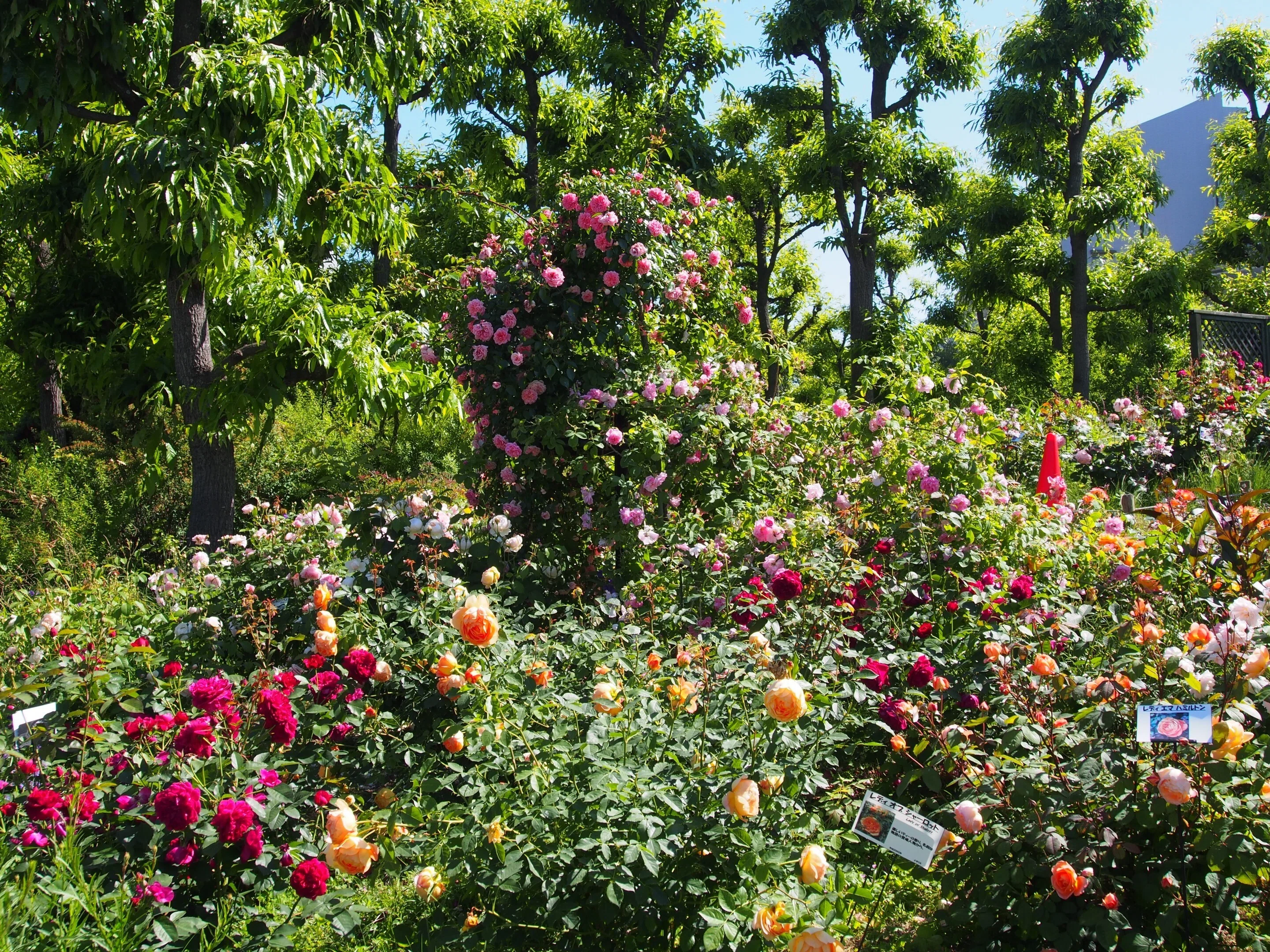 ☆林　武☆ 鳴海製陶　陶額☆【バラ図】薔薇☆陶板　額装☆額42✖️48cm☆ 希少 西宮市 鳴尾浜臨海公園2024年5月14日【バラ】｜レタス