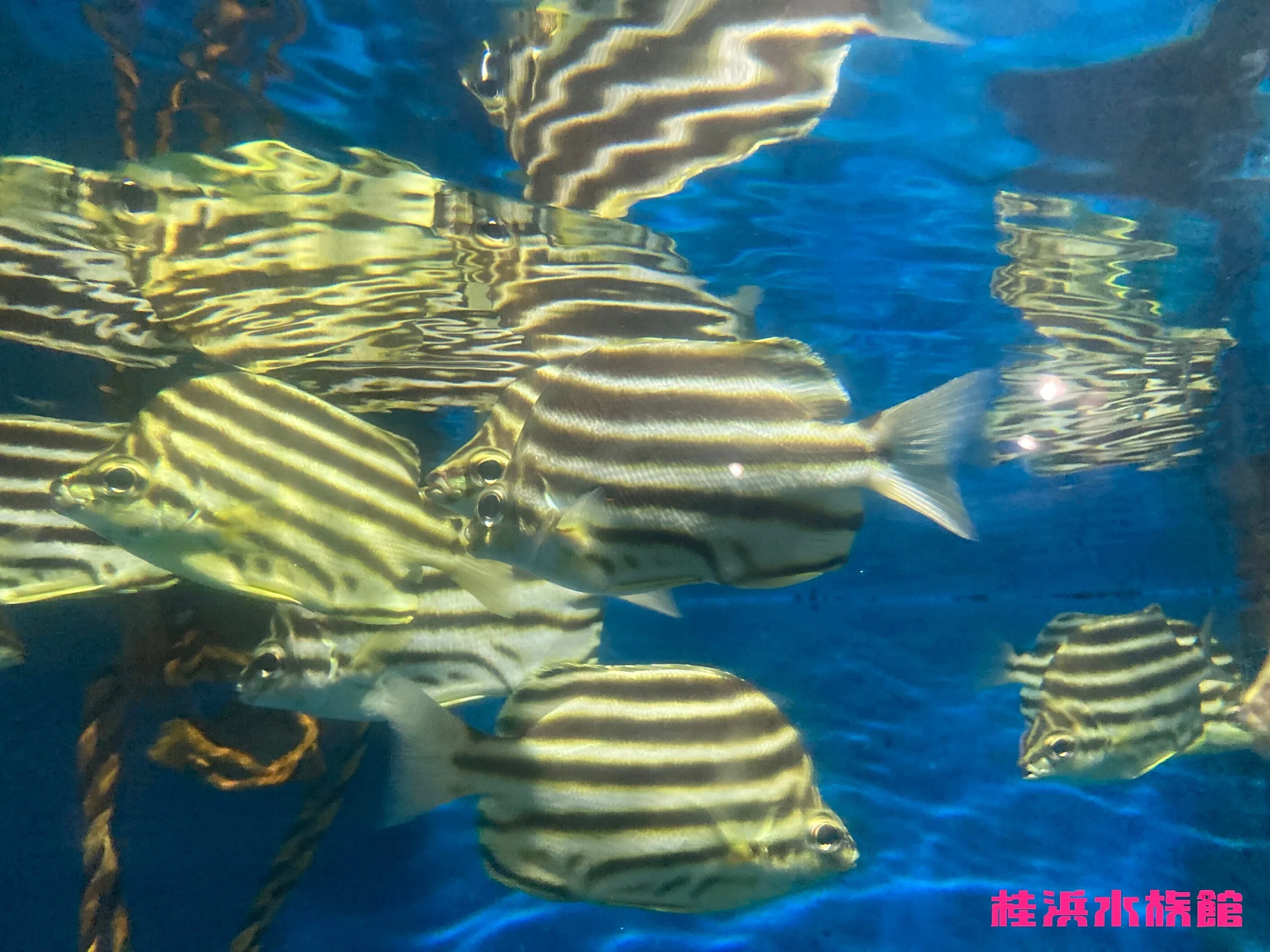 カゴカキダイ《展示動物解説》｜桂浜水族館 公式