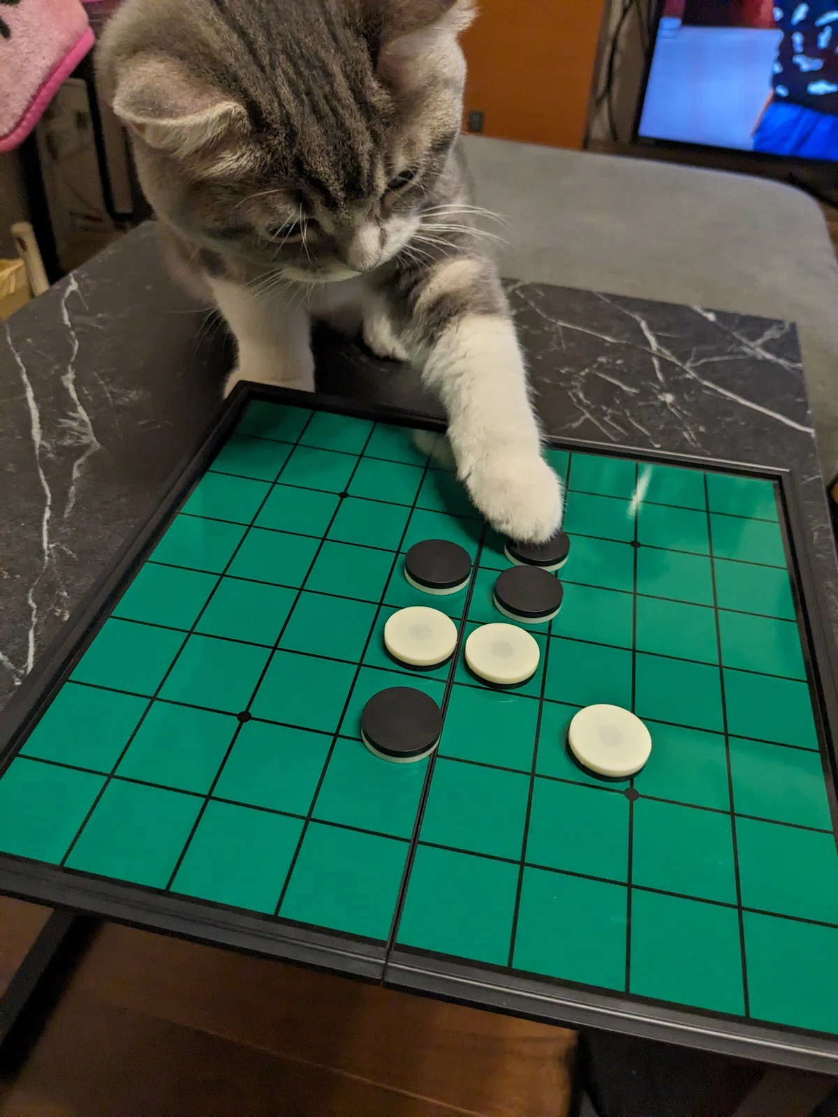 「そこには置けません」オセロの石で遊び始めた猫ちゃん、いきなり隅を取りにいく奇手を強引に繰り出してしまう|Cat Press(キャットプレス)