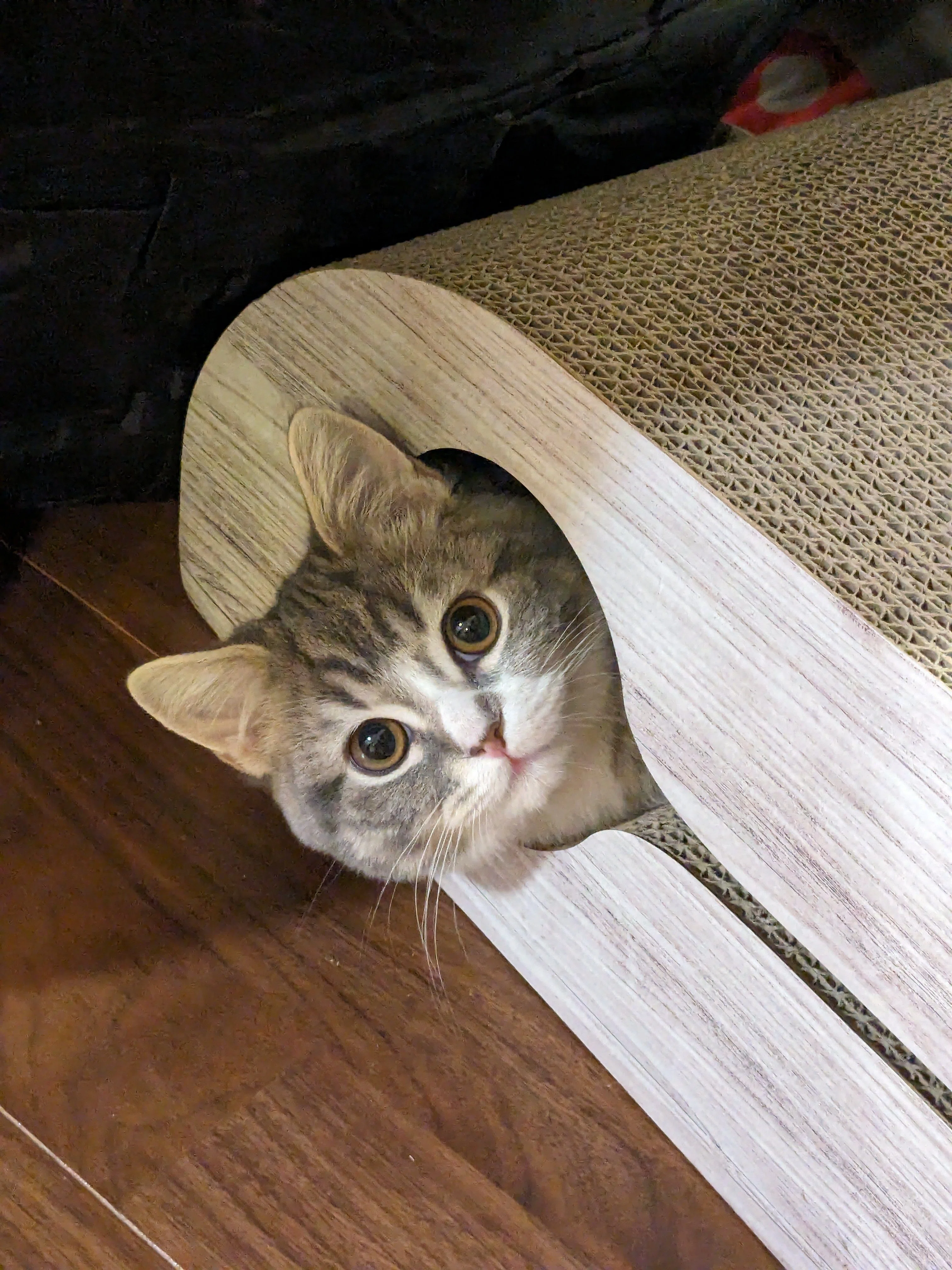 そこには置けません」オセロの石で遊び始めた猫ちゃん、いきなり隅を