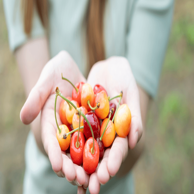 2024年最新】都内から行ける♪さくらんぼ狩り☆週末のおでかけに