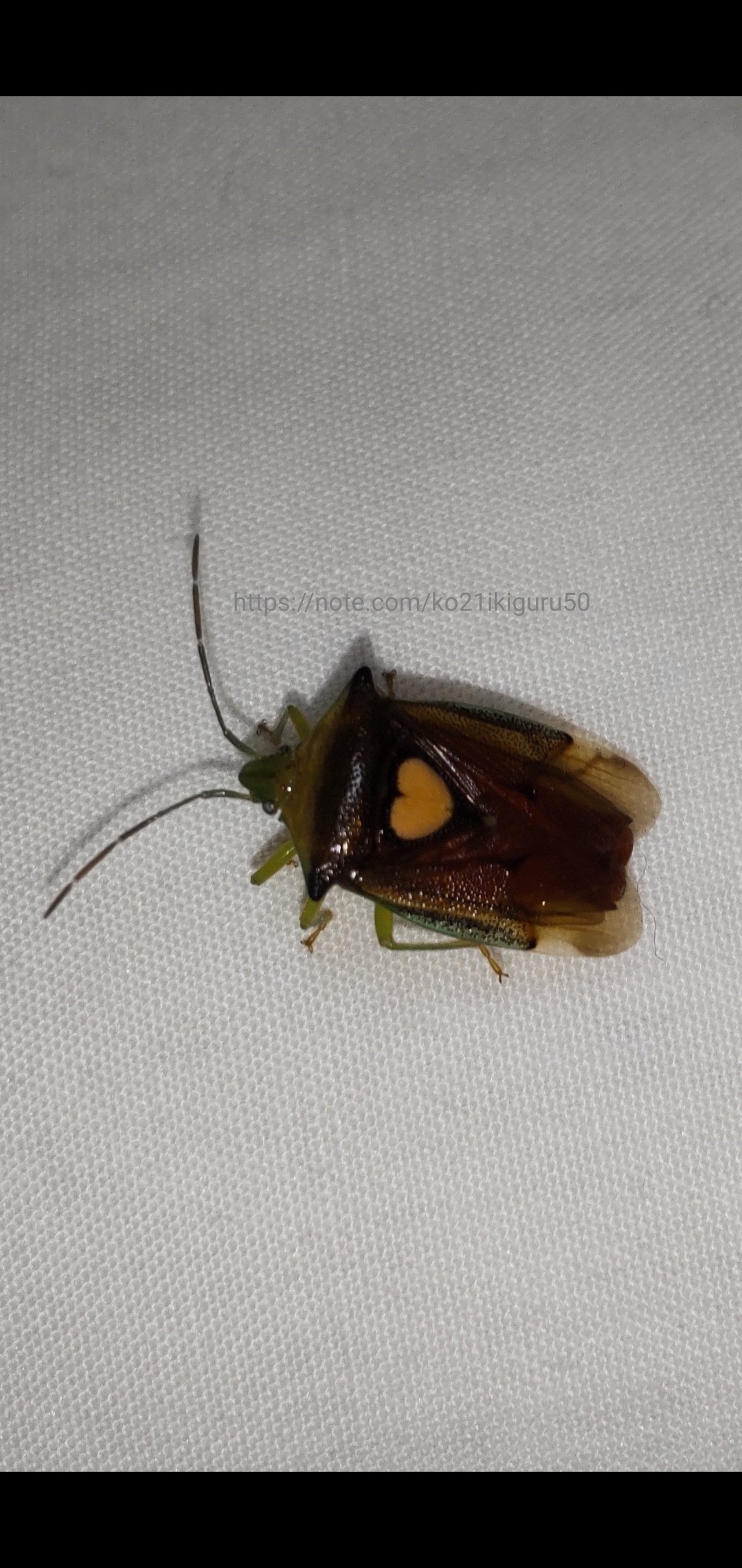 エサキモンキツノカメムシ」ハートを背負うクサい虫｜いきものぐるり