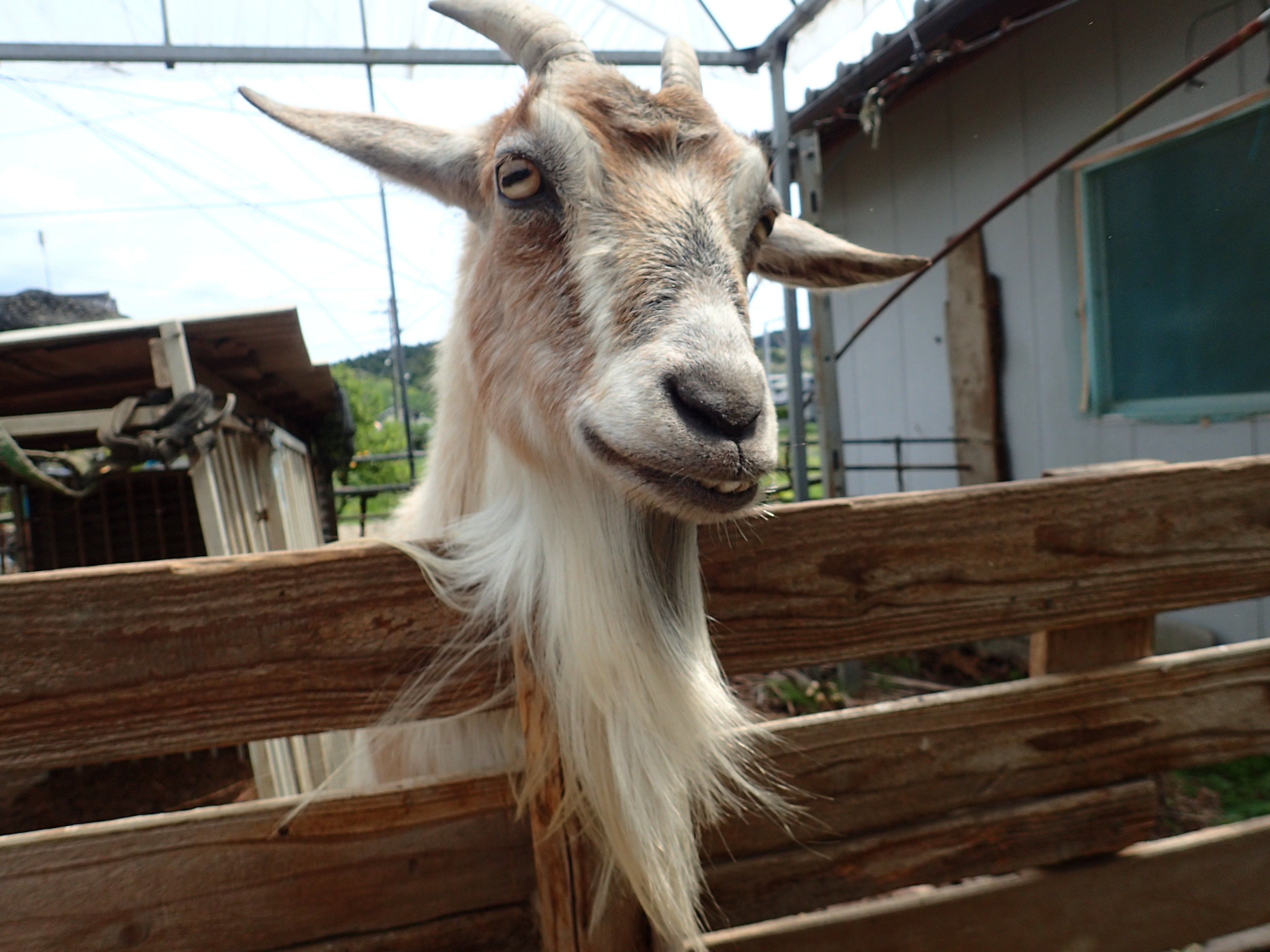 私はヤギ、名前はメイ、5月生まれで15歳です｜しあわせ野菜畑代表