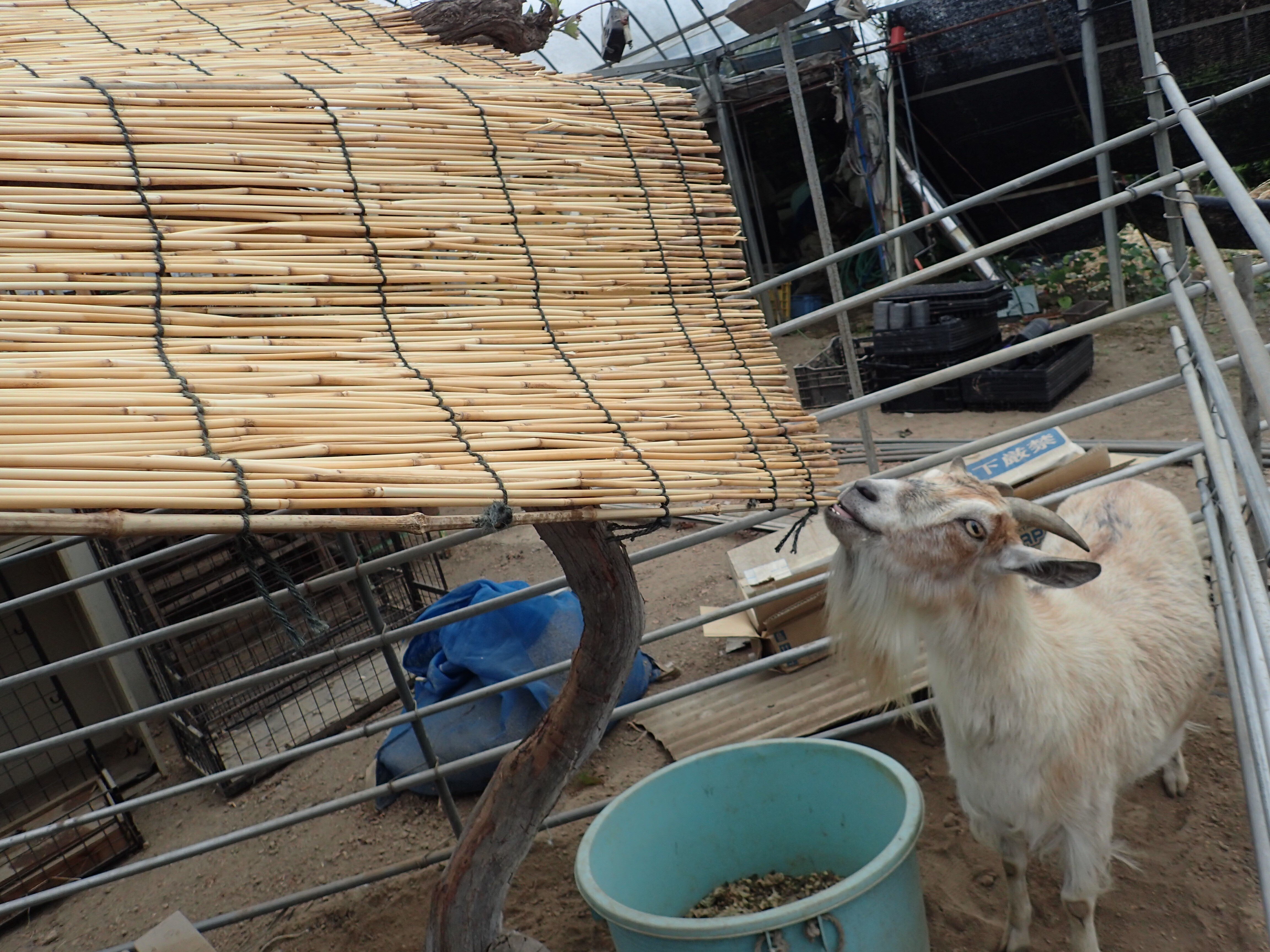 私はヤギ、名前はメイ、5月生まれで15歳です｜しあわせ野菜畑代表