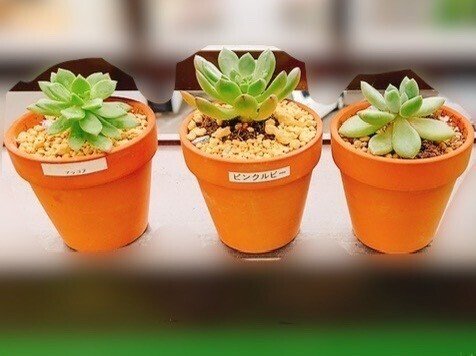 ピンクルビーについて【今日の多肉事】｜いぬちゃん