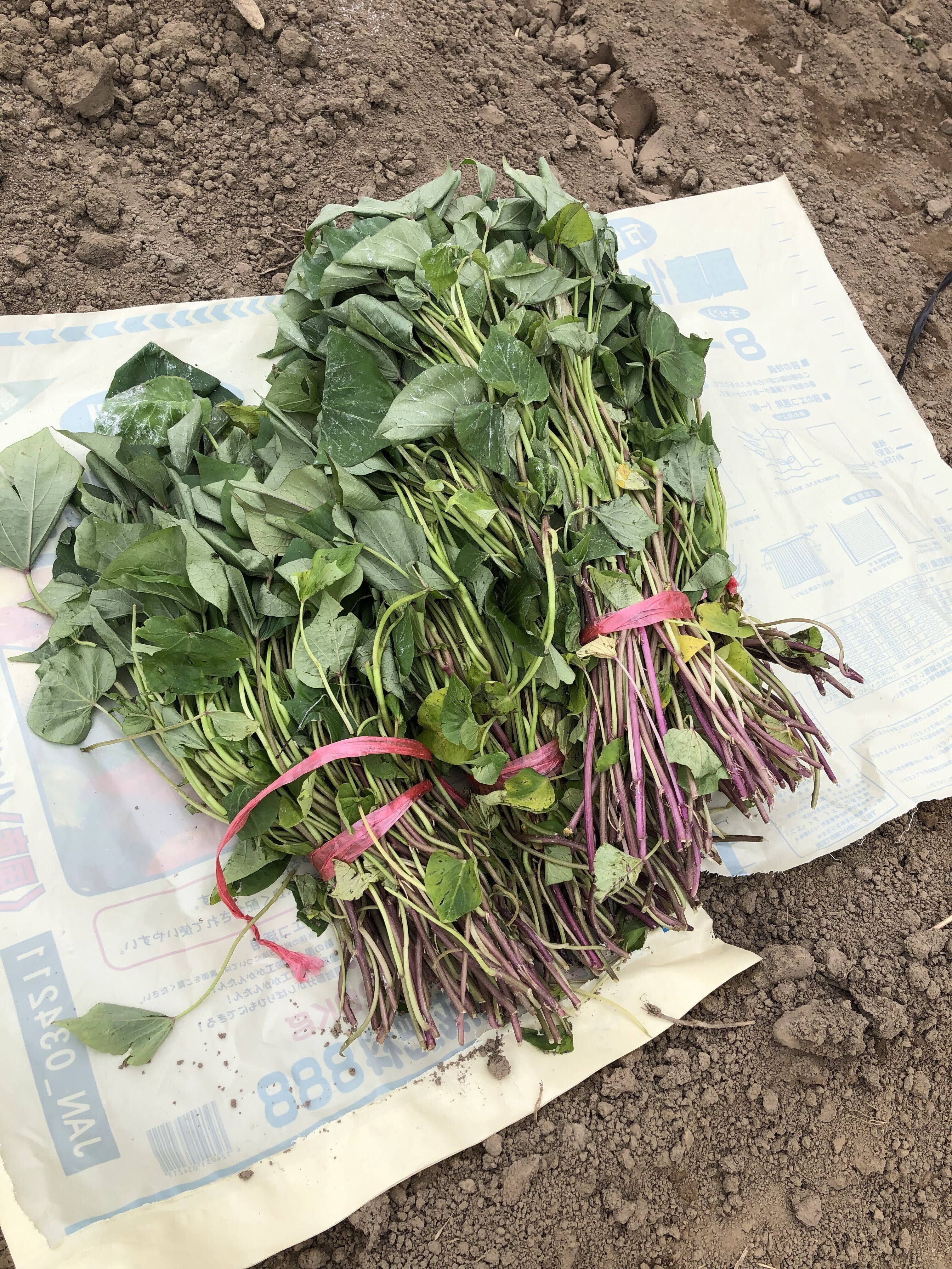 自家栽培のはるか芋 苗500本 自家栽培のはるか芋 苗500本 さつまいも植え付け500本ノック