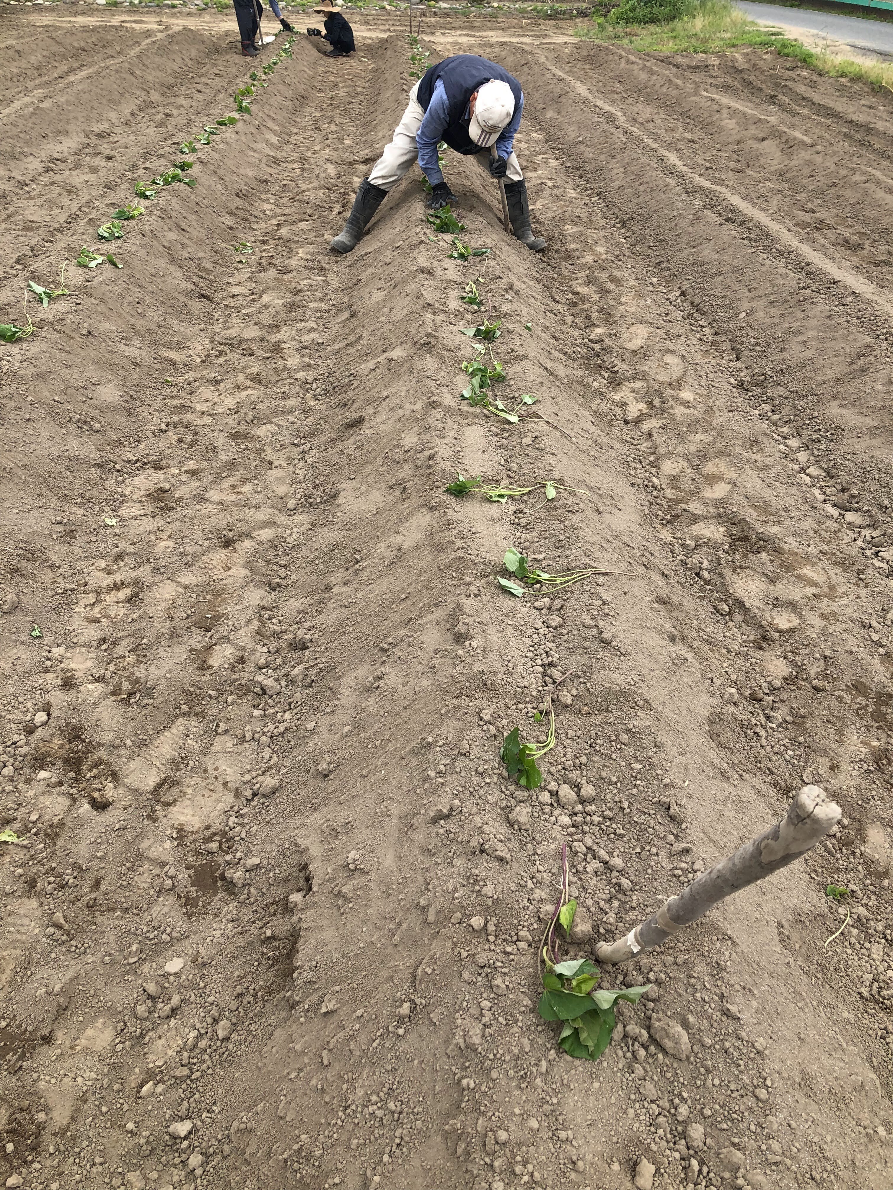 さつまいも植え付け500本ノック！｜KANKIKU 環境のきく子