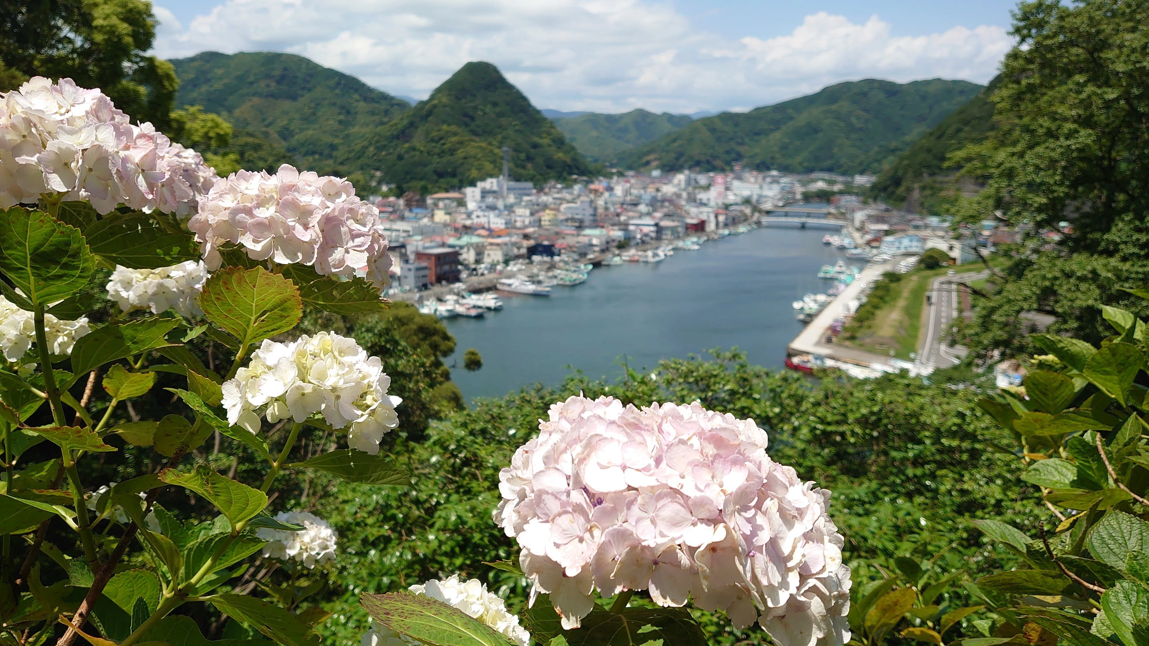 Hydrangea Festival Begins♪: Shimoda Park｜伊豆の宿 蓮台寺温泉 清流荘