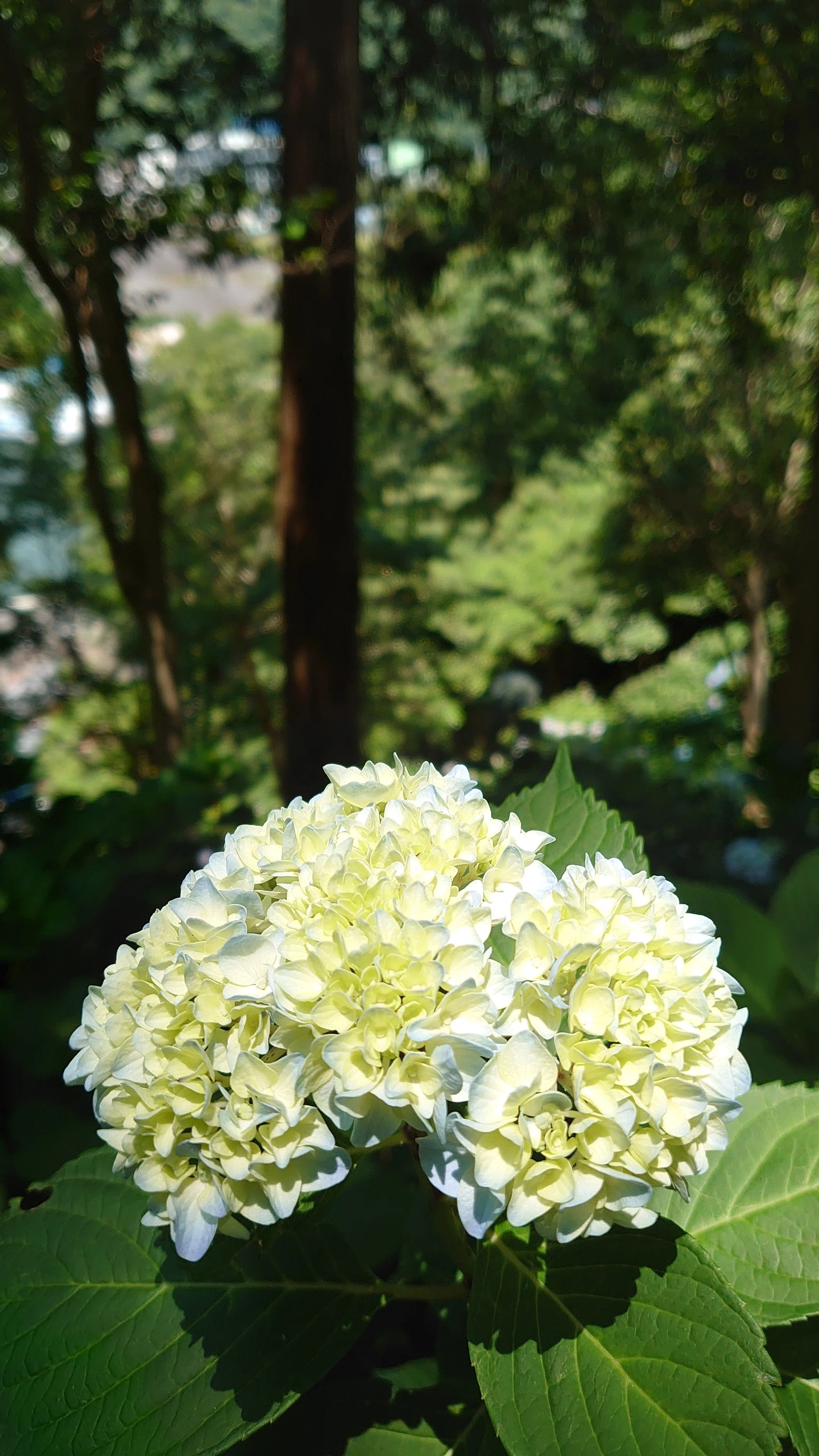 Hydrangea Festival Begins♪: Shimoda Park｜伊豆の宿 蓮台寺温泉 清流荘