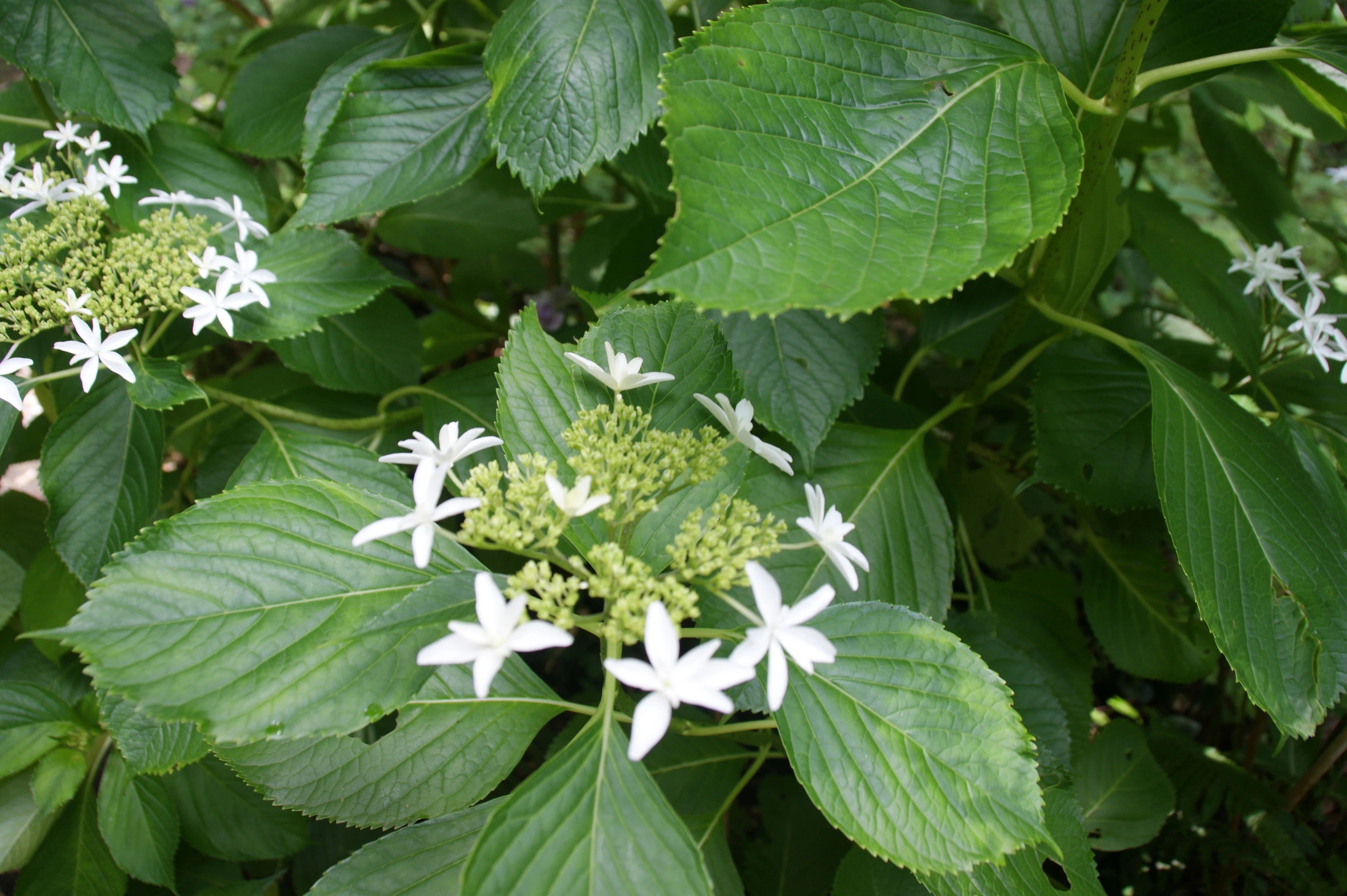 Hydrangea Festival Begins♪: Shimoda Park｜伊豆の宿 蓮台寺温泉 清流荘
