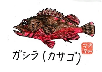 324 (再)釣り十番勝負 四番ガシラ勝負|桂浜水族館 公式