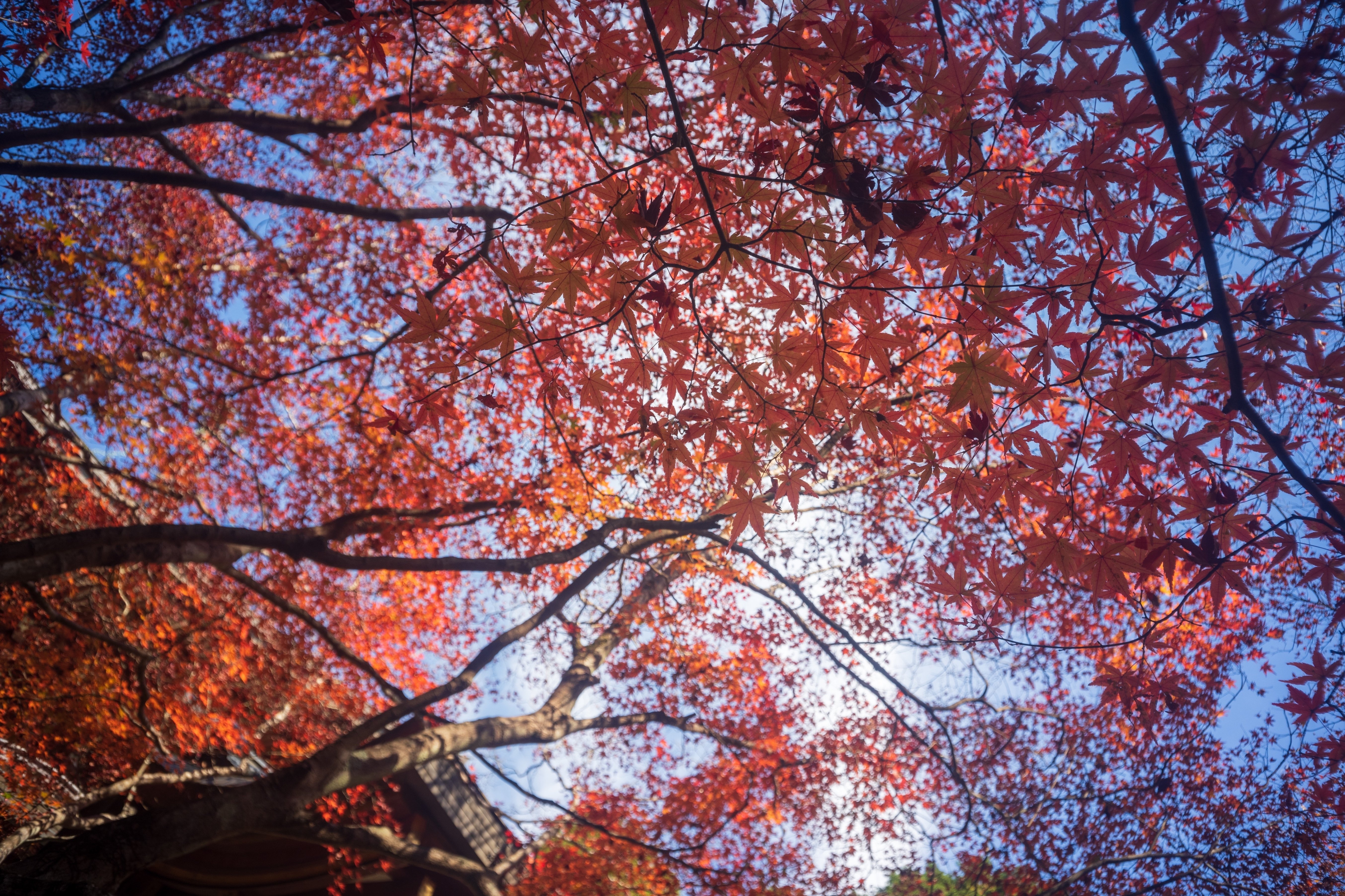 Carl Zeiss Jena Tessar2.8cmF8｜と ご り ん