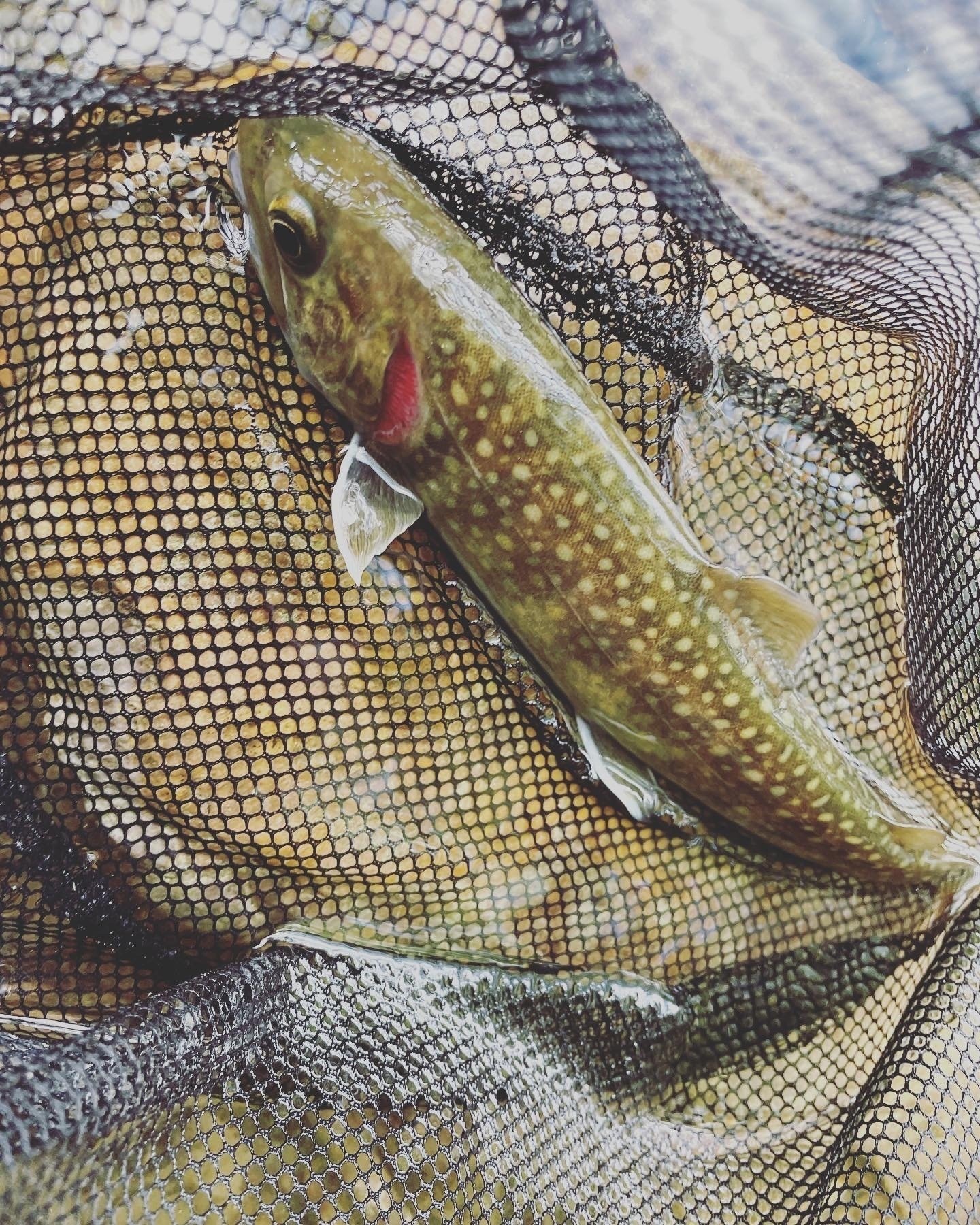 渓流釣りの網ヤマメ、アマゴ アマゴ？ヤマメ？ 渓流魚のカンタンな見分け方講座 | WEB