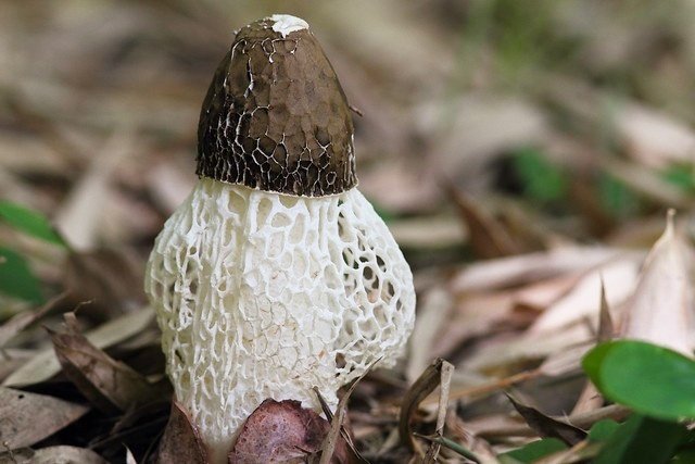 レース模様の不思議なキノコの正体🌈｜早坂 渚