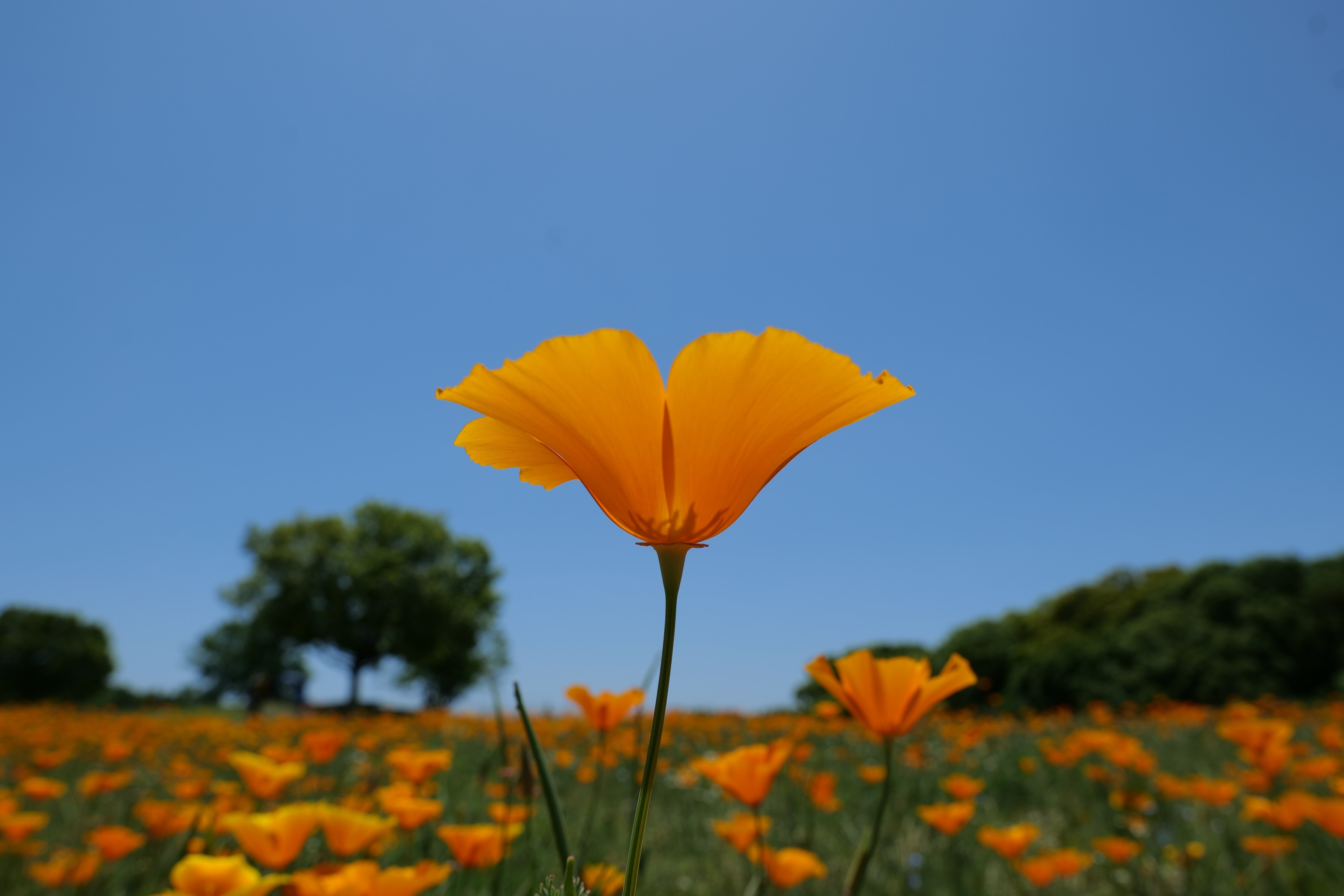 hiroページ LUMIX S 24-105mm F4 MACRO O.I.S. 【My Favorites #01