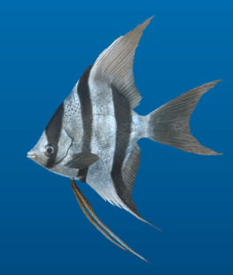 レポート】エンゼルフィッシュ――エンゼルフィッシュは白と黒と、黄色