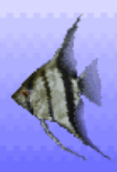 レポート】エンゼルフィッシュ――エンゼルフィッシュは白と黒と、黄色