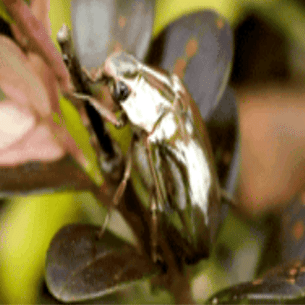 レポート】プラチナコガネ――現実世界で高値ならゲーム世界でも高値