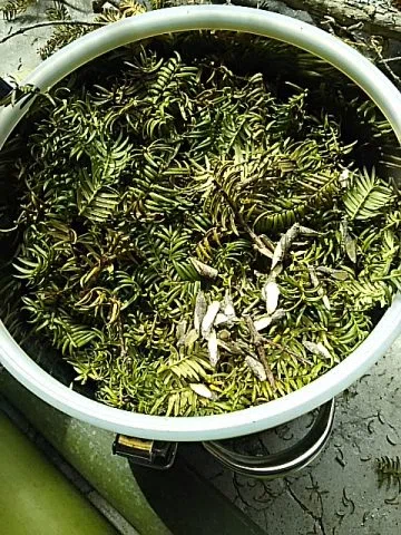 [Kaya Diary 9] Distilled Water and Making Essential Oil｜古民家七代2016-2023