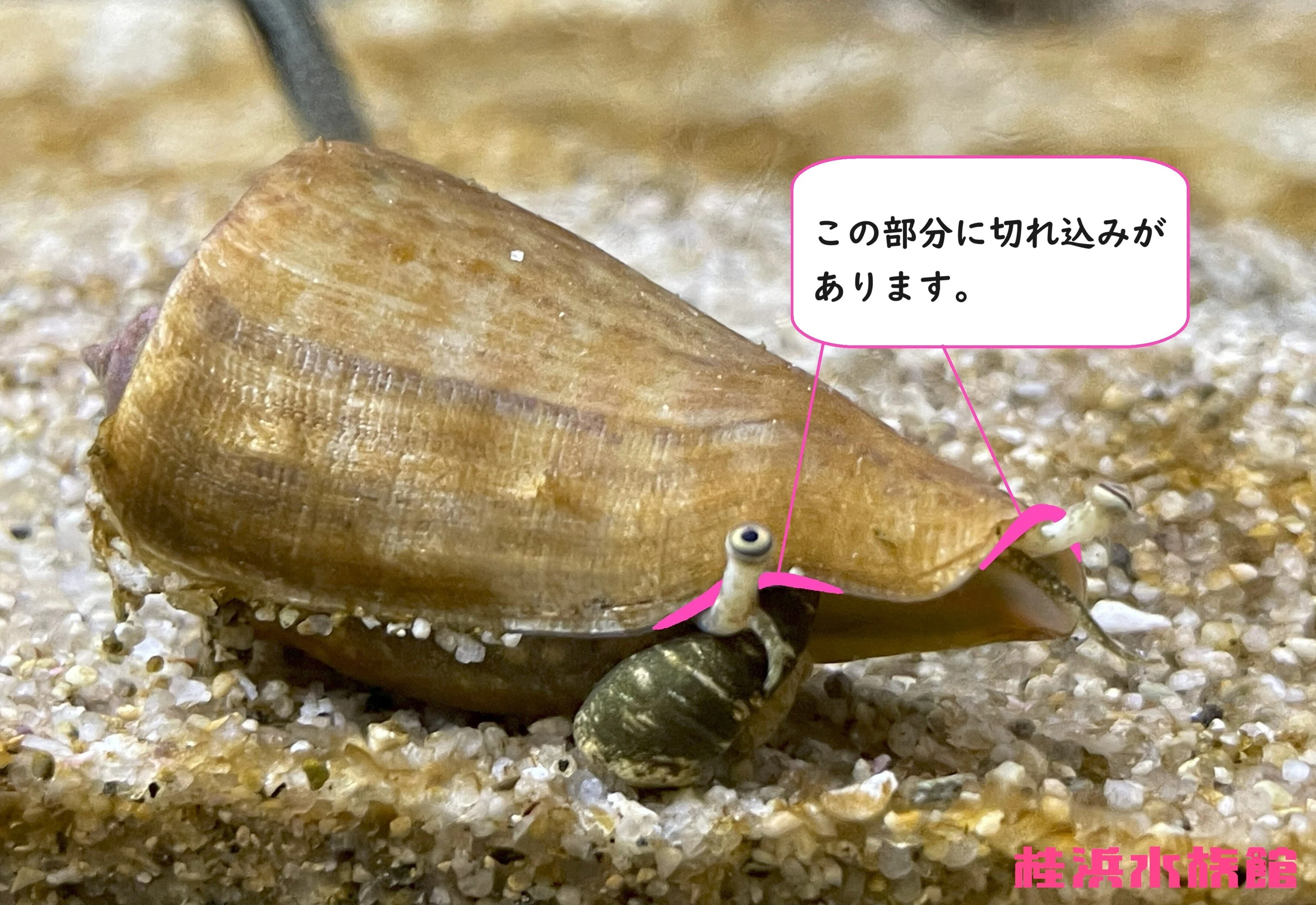 マガキガイ《展示動物解説》｜桂浜水族館 公式