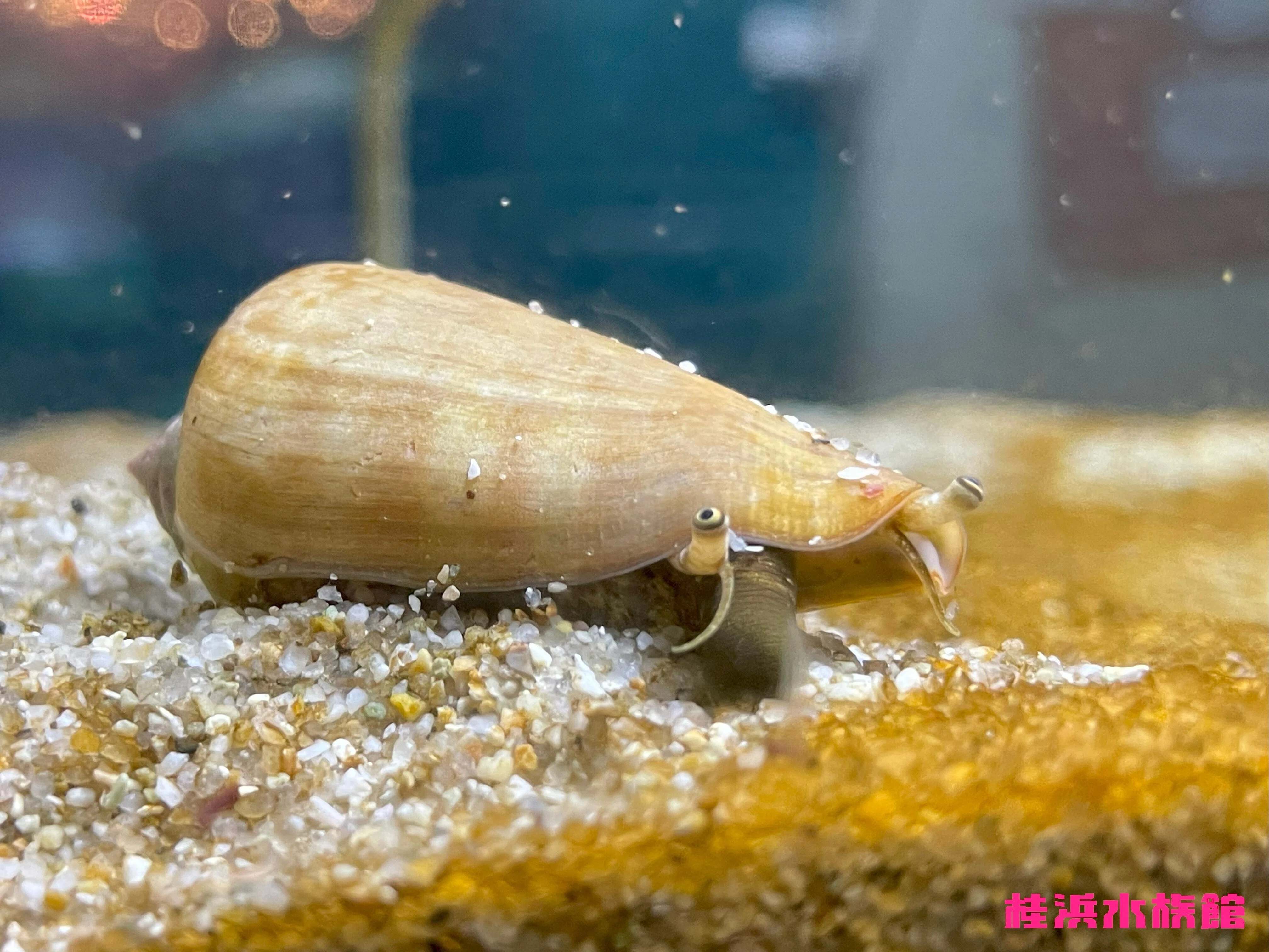 マガキガイ《展示動物解説》｜桂浜水族館 公式
