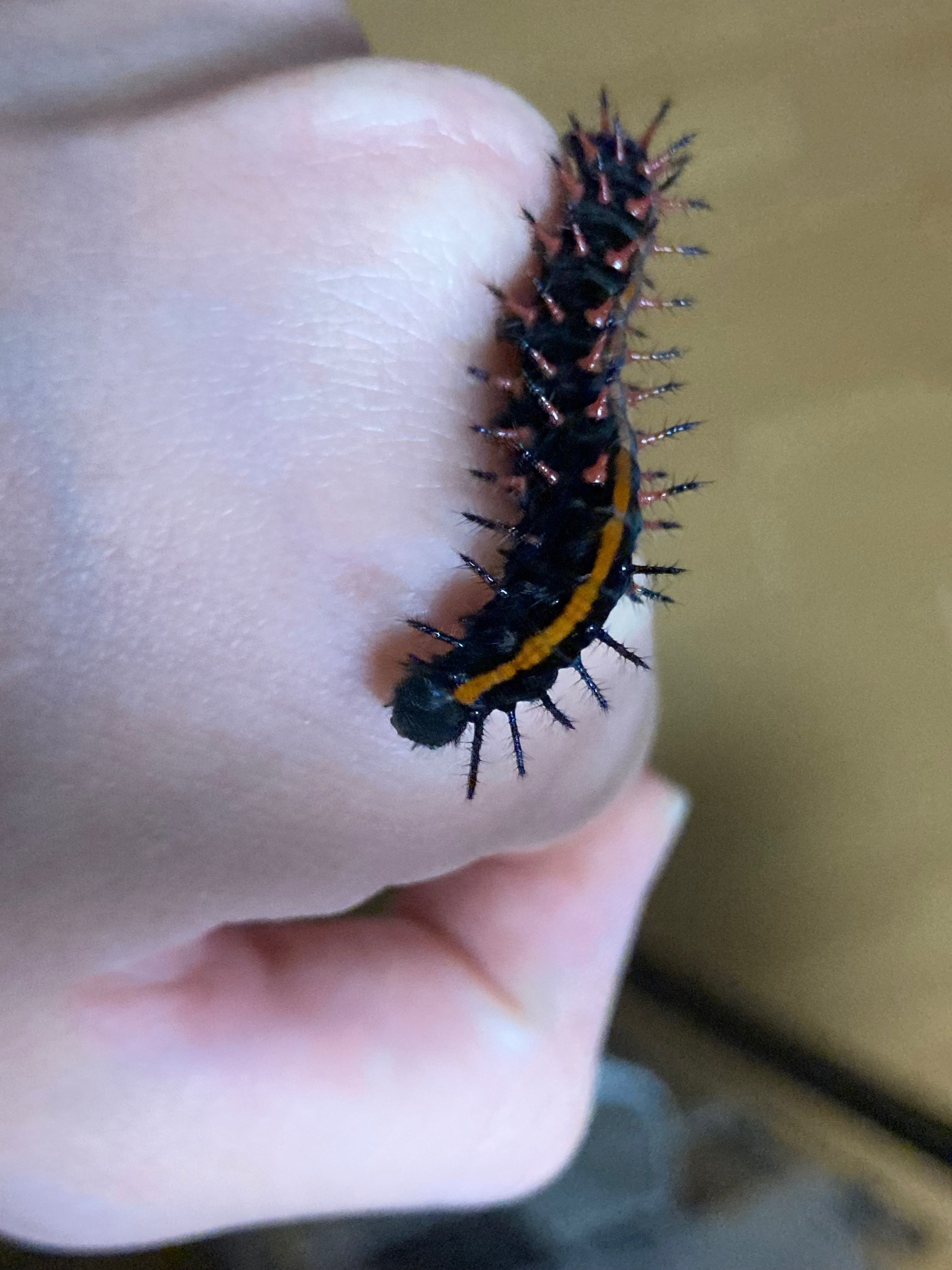 海淵堂幼虫飼育室】ツマグロヒョウモン2024年1号⑧｜深見萩緒