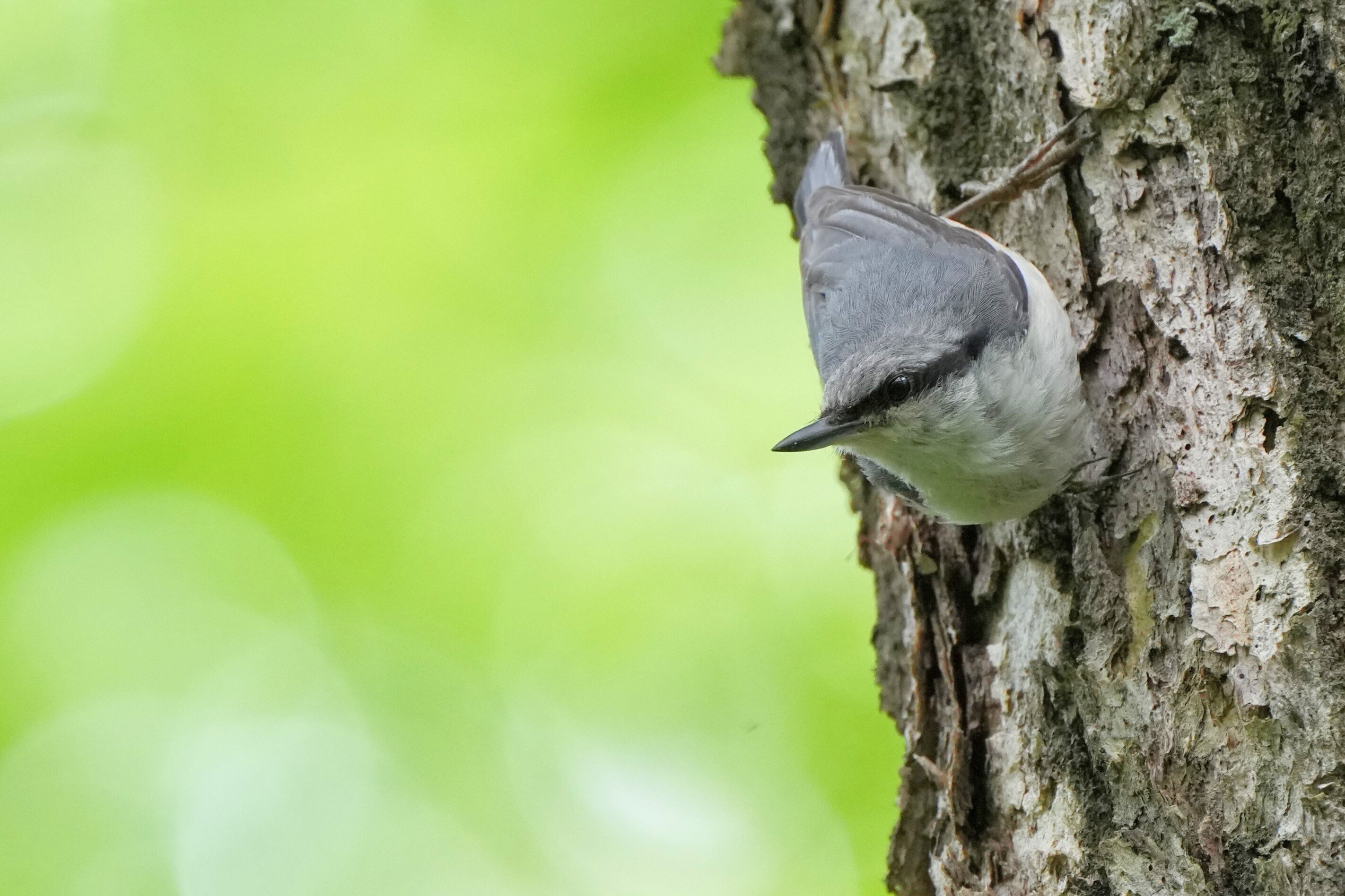 小鳥ページ 今日の鳥見散歩🚶小鳥たちの子育て🐥｜めい