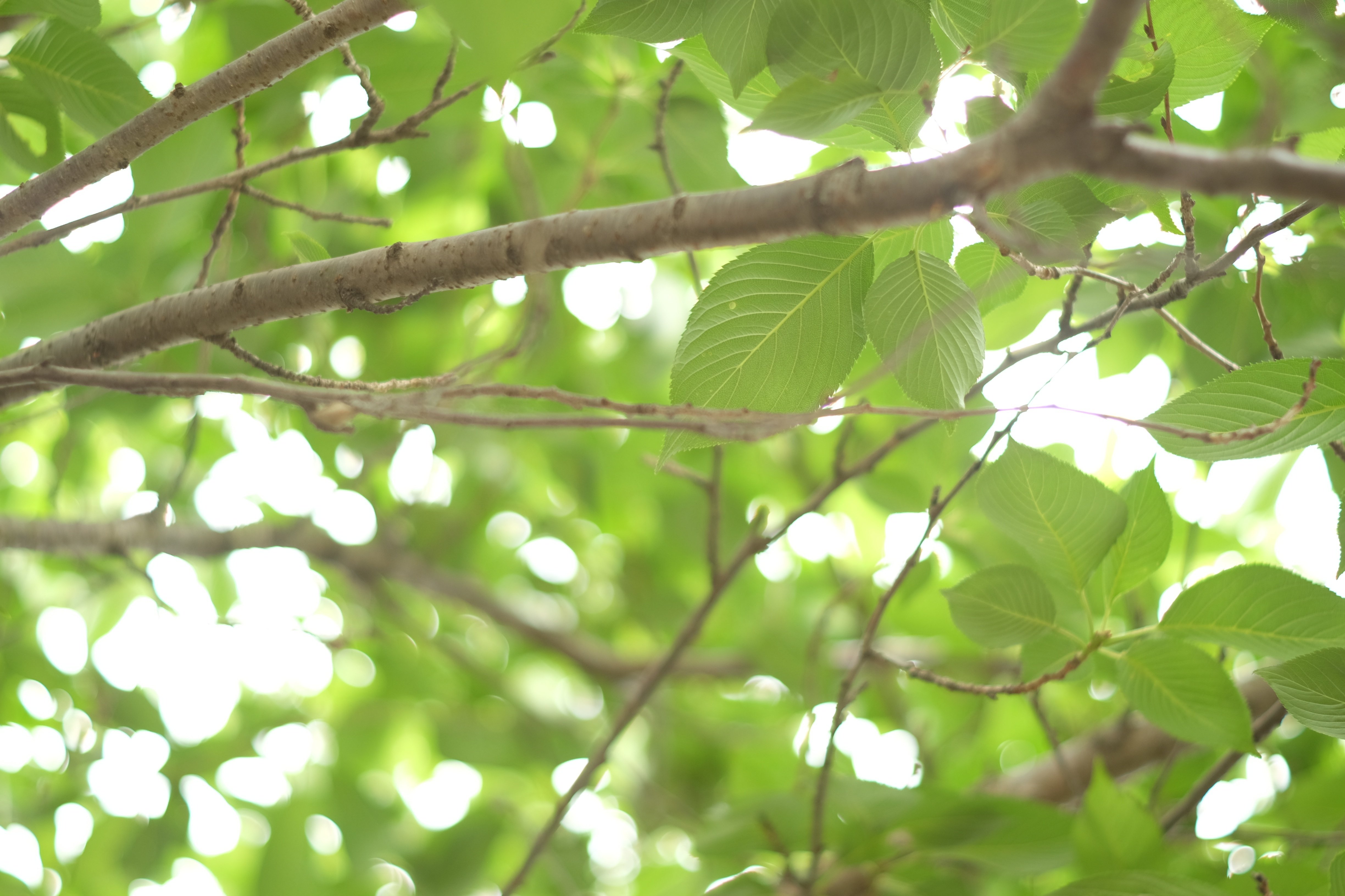 レンズ沼あれこれ:MINOLTA MC ROKKOR-PF 55mm f1.7|ひっくすK レンズ沼あれこれ:MINOLTA MC ROKKOR-PF 55mm f1.7|ひっくすK