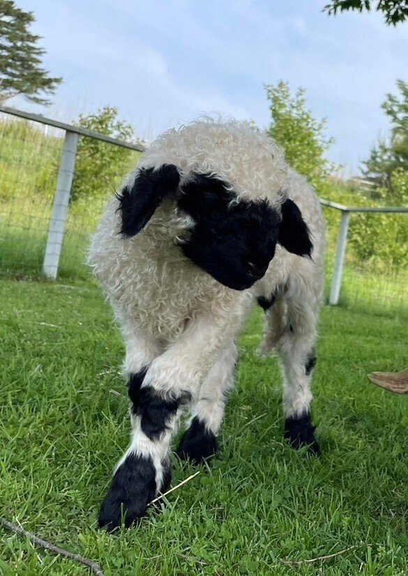 ブラックノーズシープの赤ちゃんが生まれました！｜那須どうぶつ王国