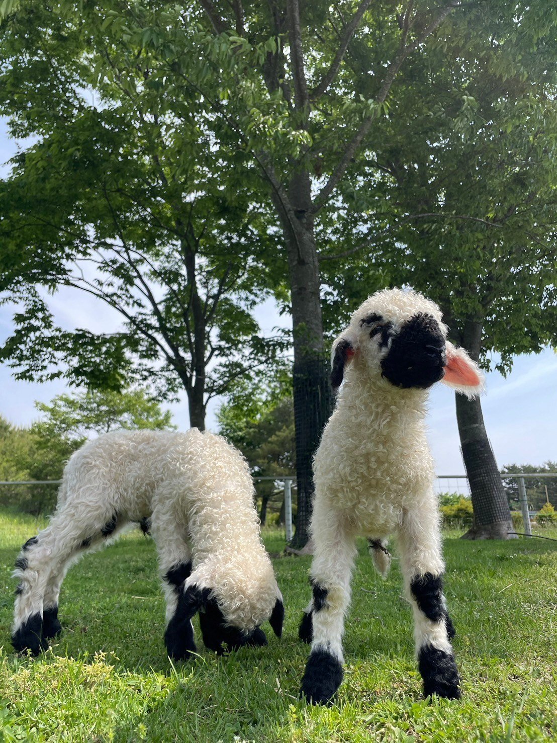 ブラックノーズシープの赤ちゃんが生まれました！｜那須どうぶつ王国
