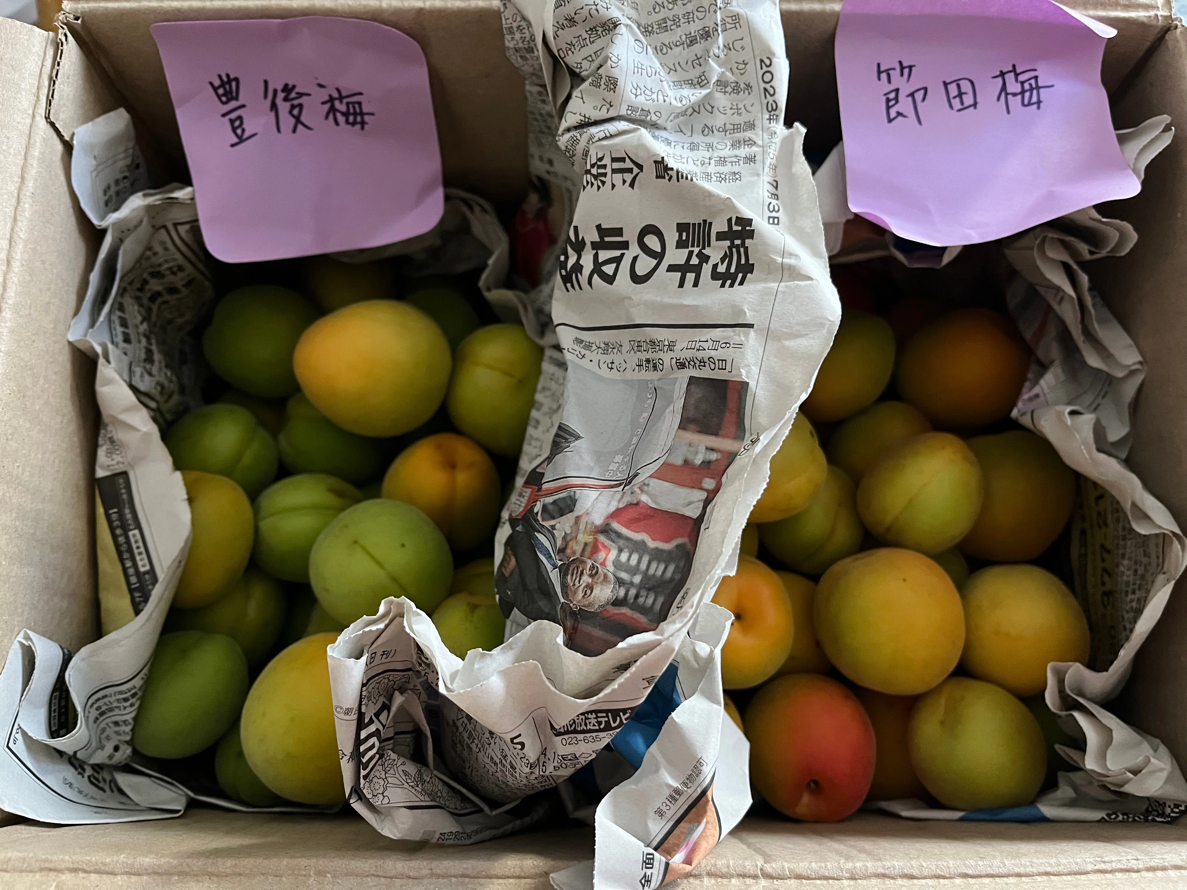 東北各地に分布する大きな杏梅の系譜～山形にもやはり巨大梅、庄内の