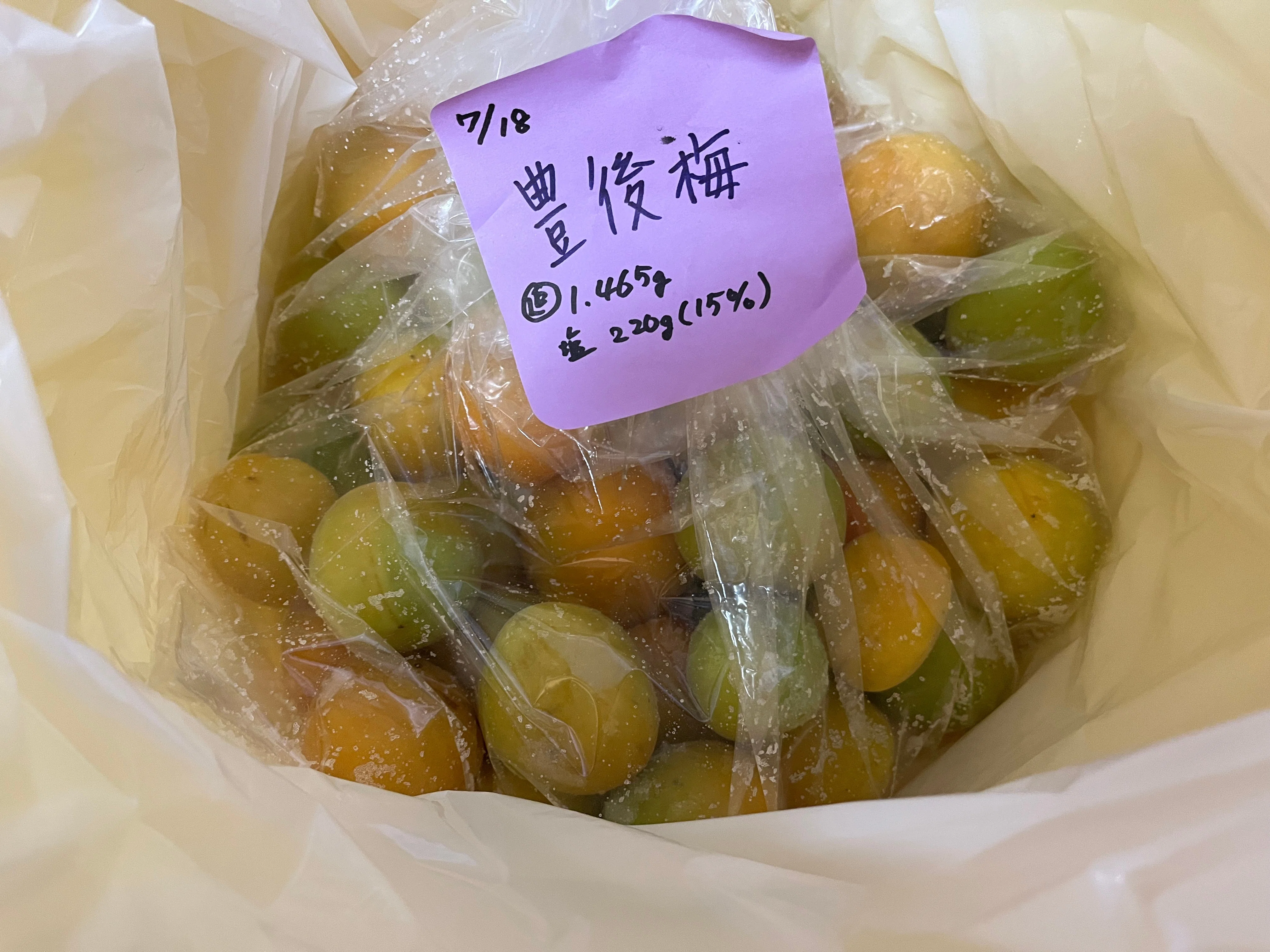 東北各地に分布する大きな杏梅の系譜～山形にもやはり巨大梅、庄内の
