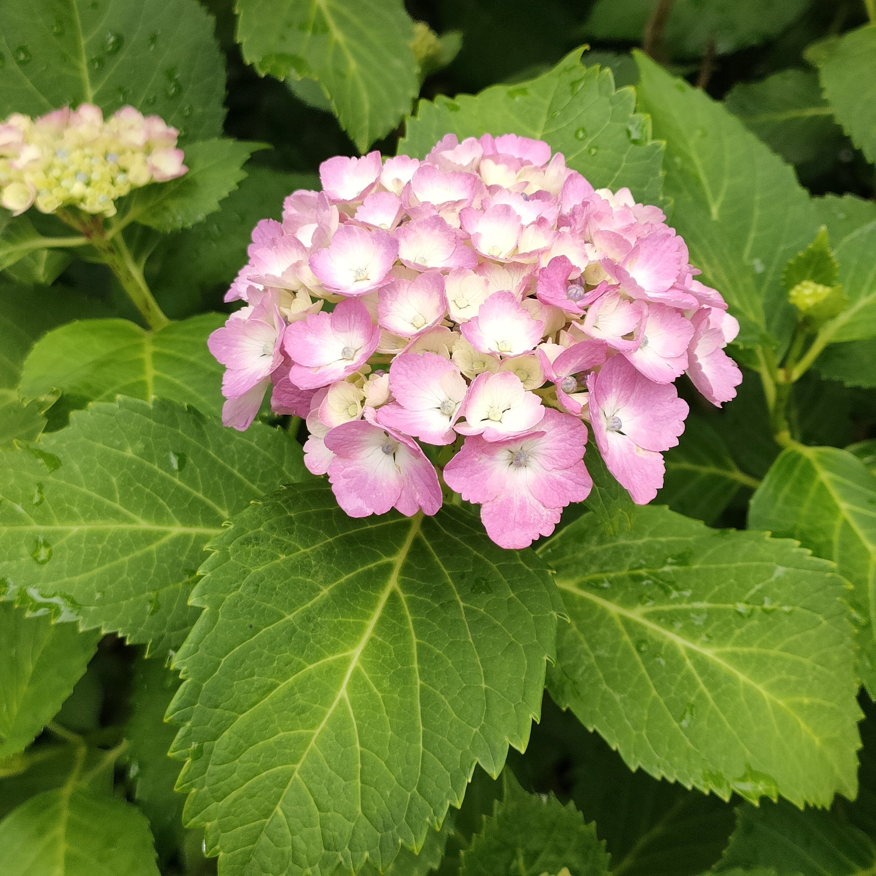 雨上がりのアジサイ―今日のお花たち その12｜眠り猫