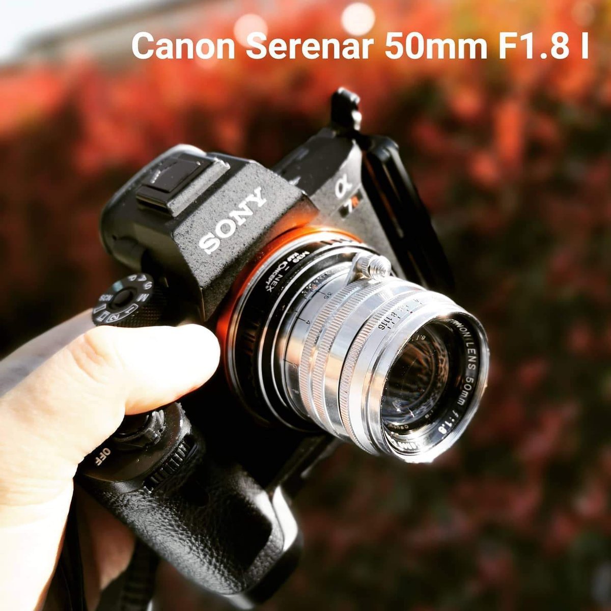 Canon serenar 50mm f1.8｜オールドレンズ安太郎/Old Lens John  