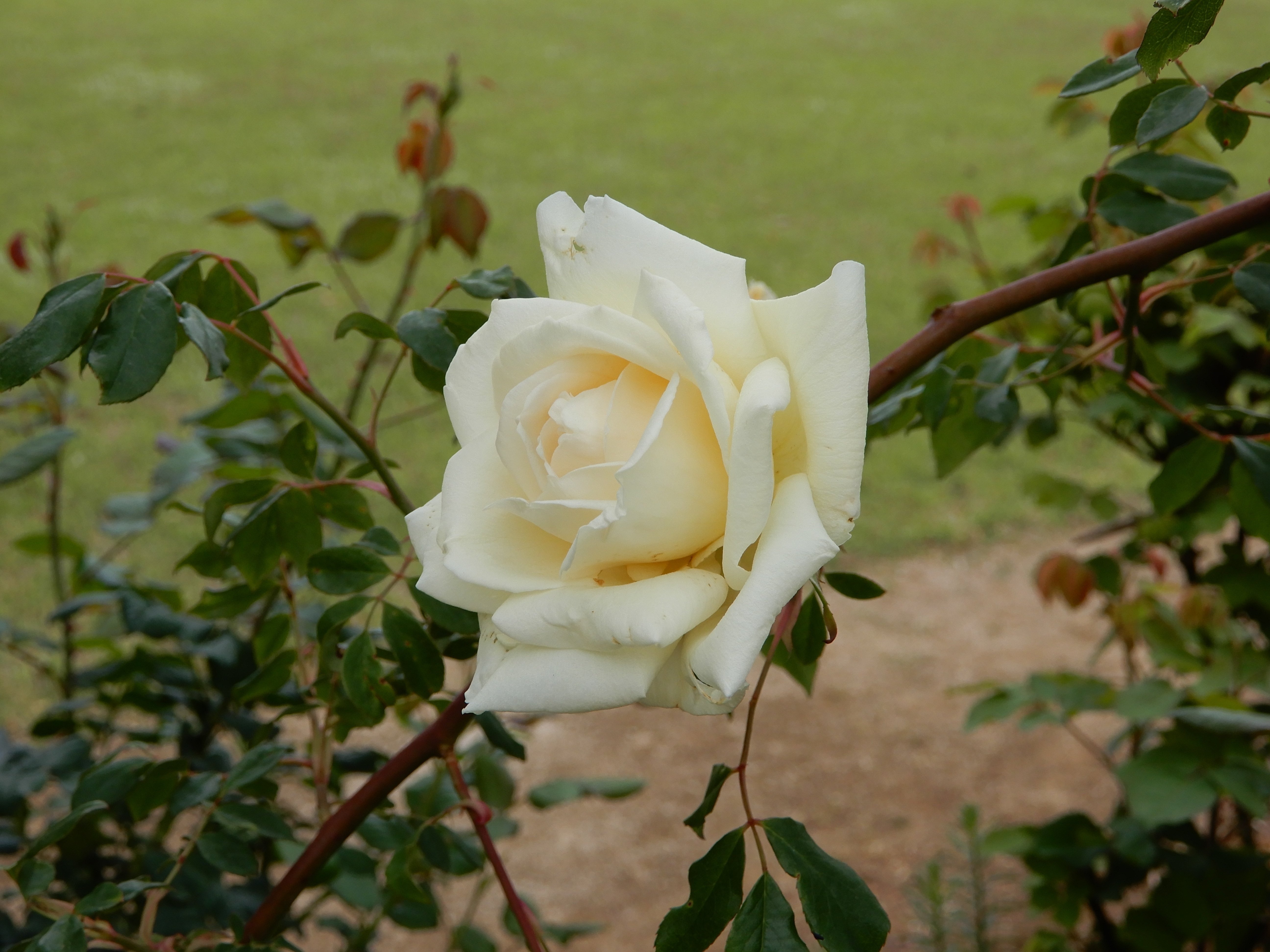 マリア様がみてる ラバーストラップセット マリア様がみてる チェーン