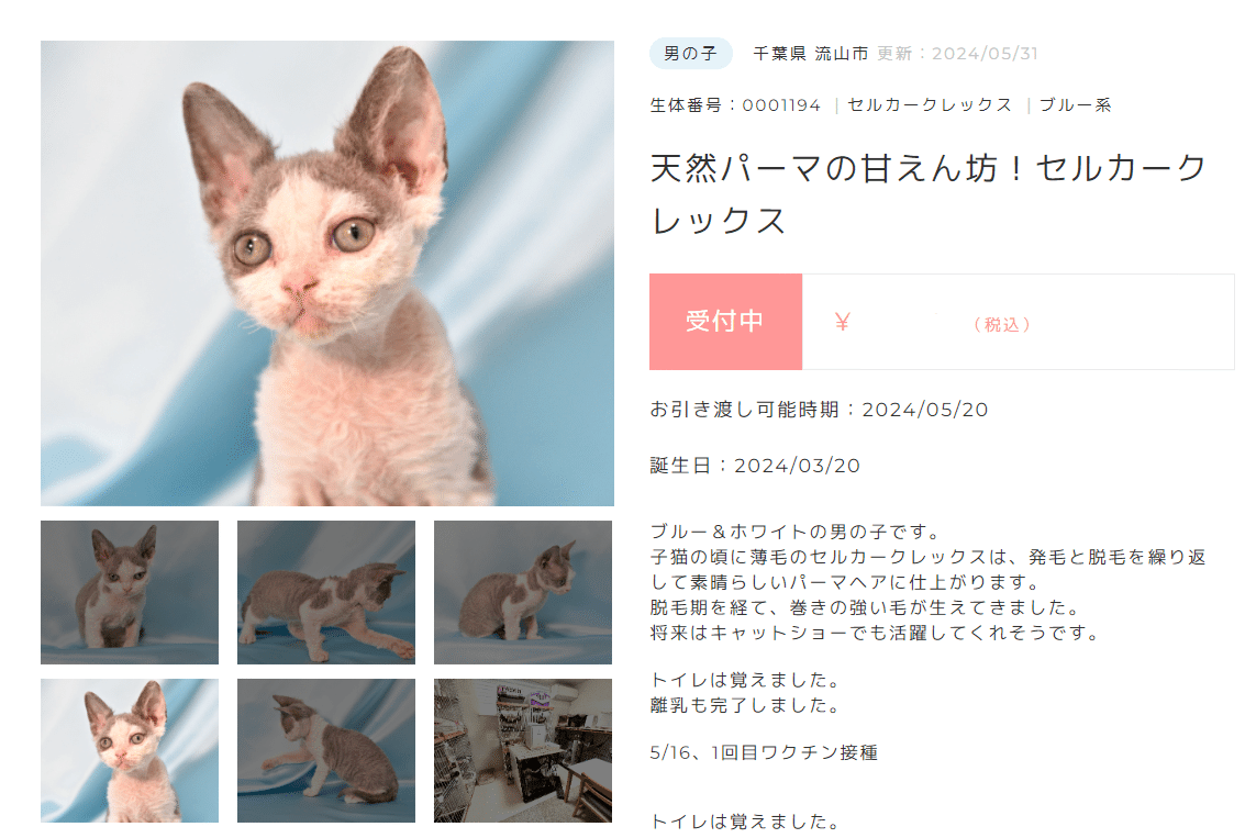 セルカークレックスは抜け毛が多いというより・・・ハゲる！？【時田陽平ブリーダー】｜ペットの実家＠優良ブリーダー直販, image size:1133x763