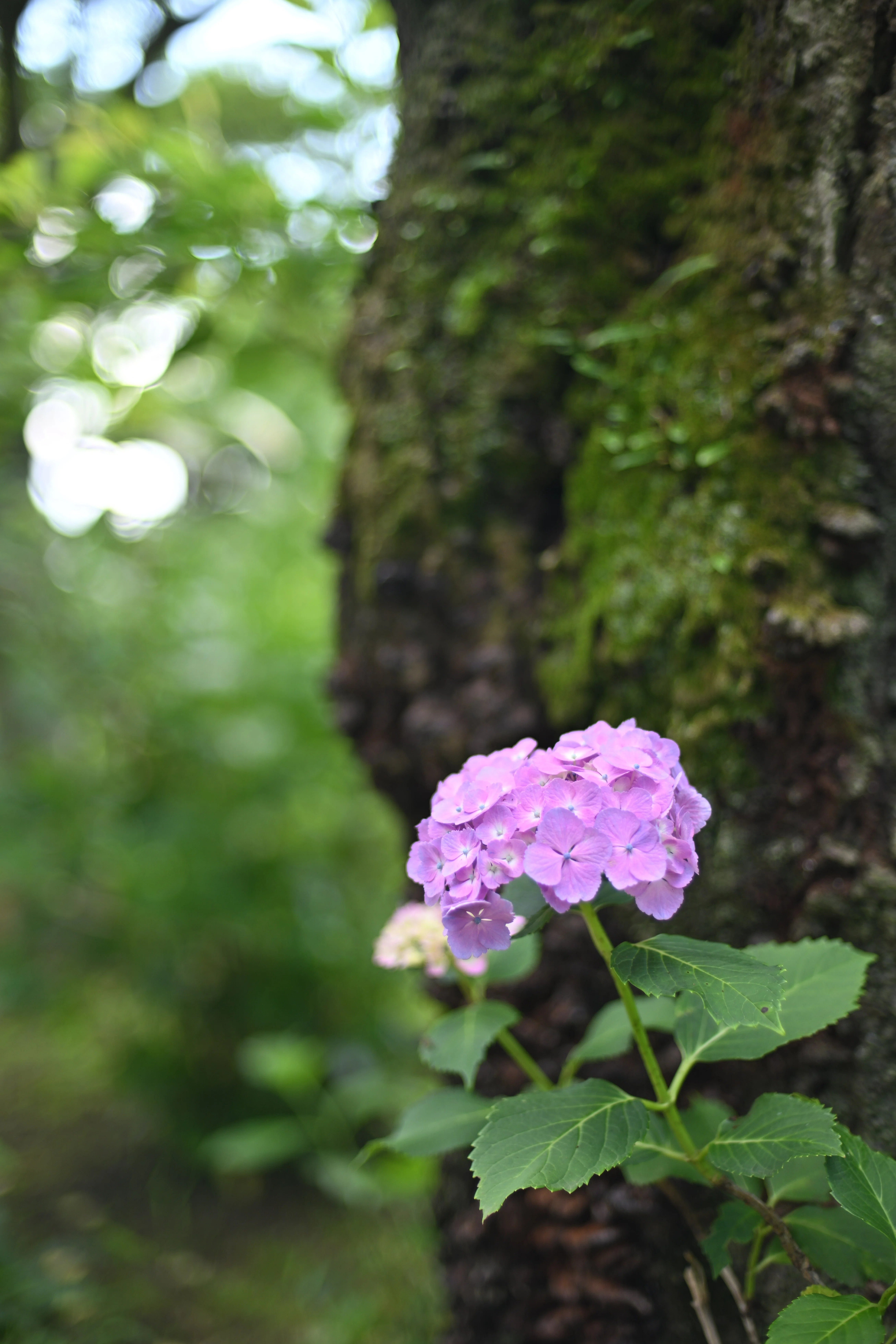 単焦点レンズで撮る紫陽花達｜Takeshi.okai