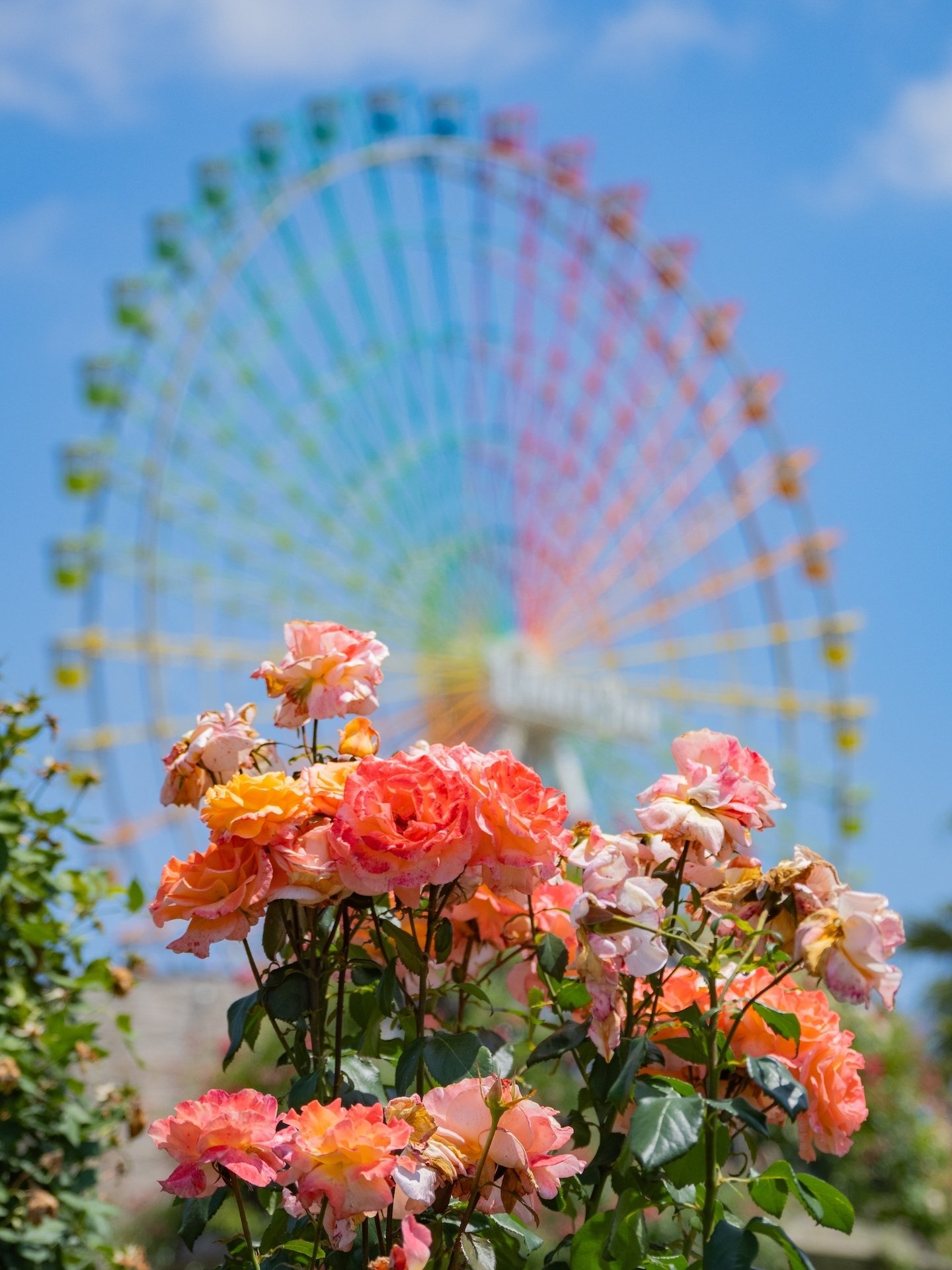 ひらかたパーク ローズガーデン｜KATSUMI