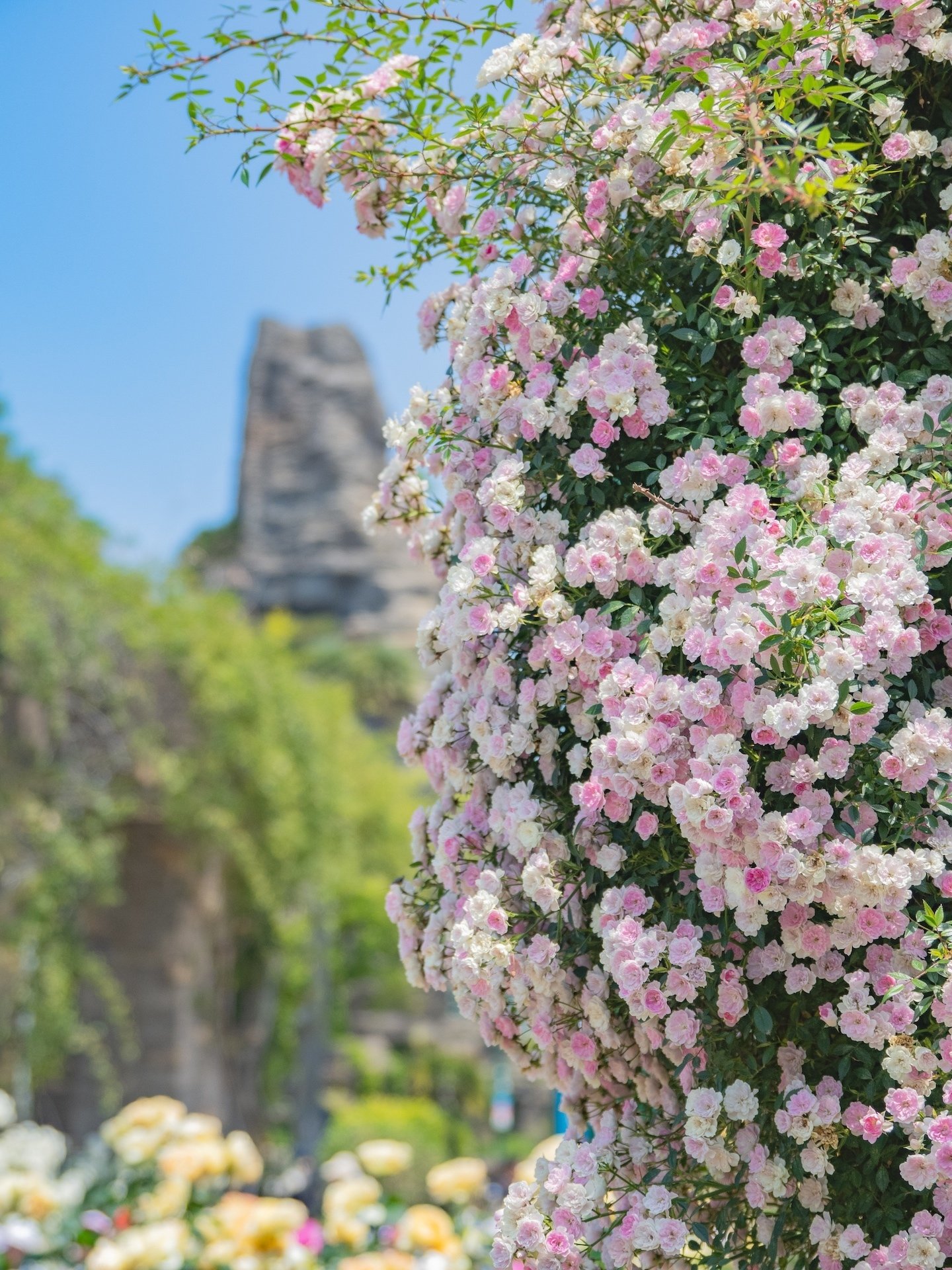 ひらかたパーク ローズガーデン｜KATSUMI