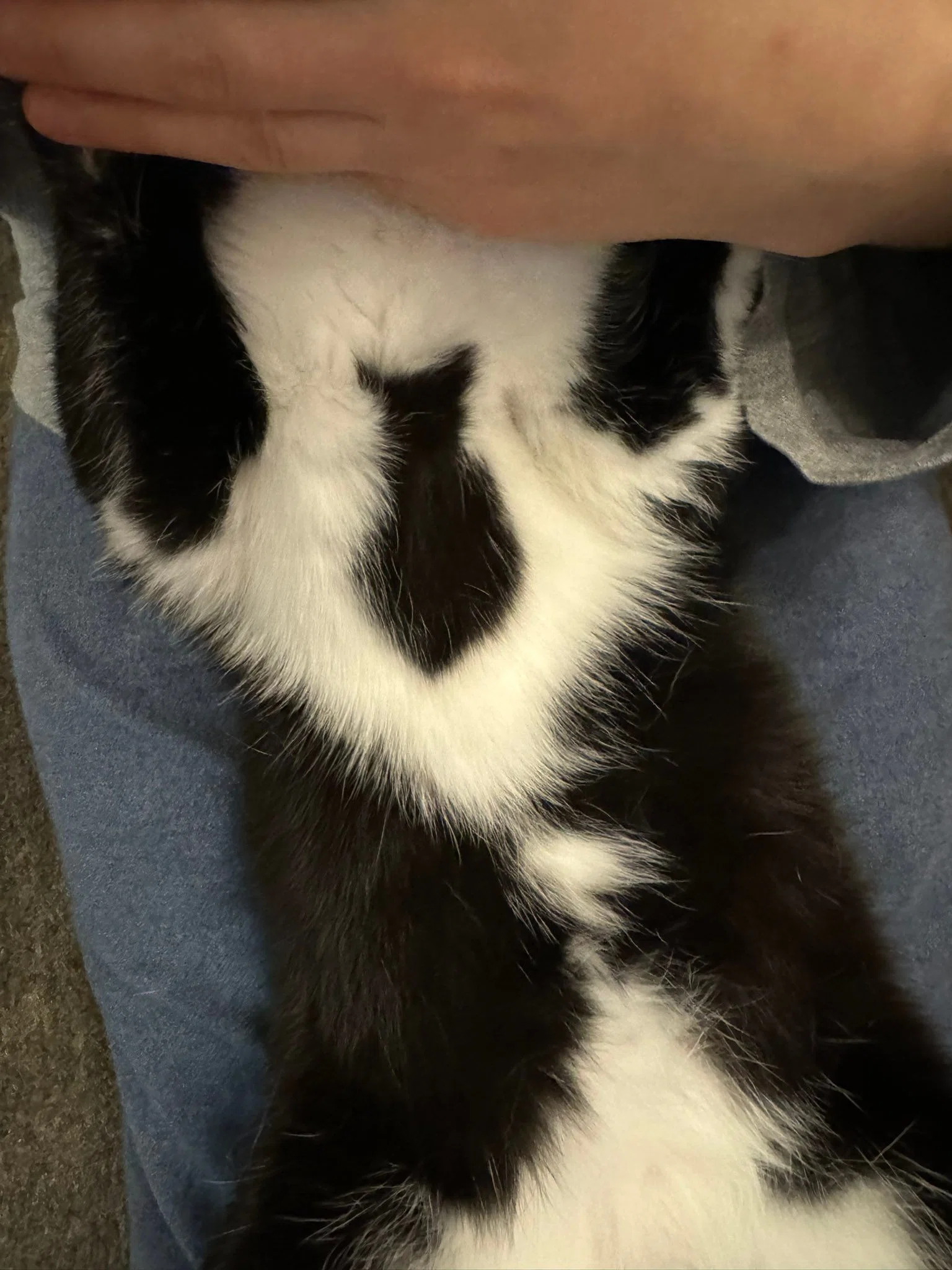 猫のお腹に見えるのは…なんと黒猫！とても珍しい模様を持つハチワレ猫