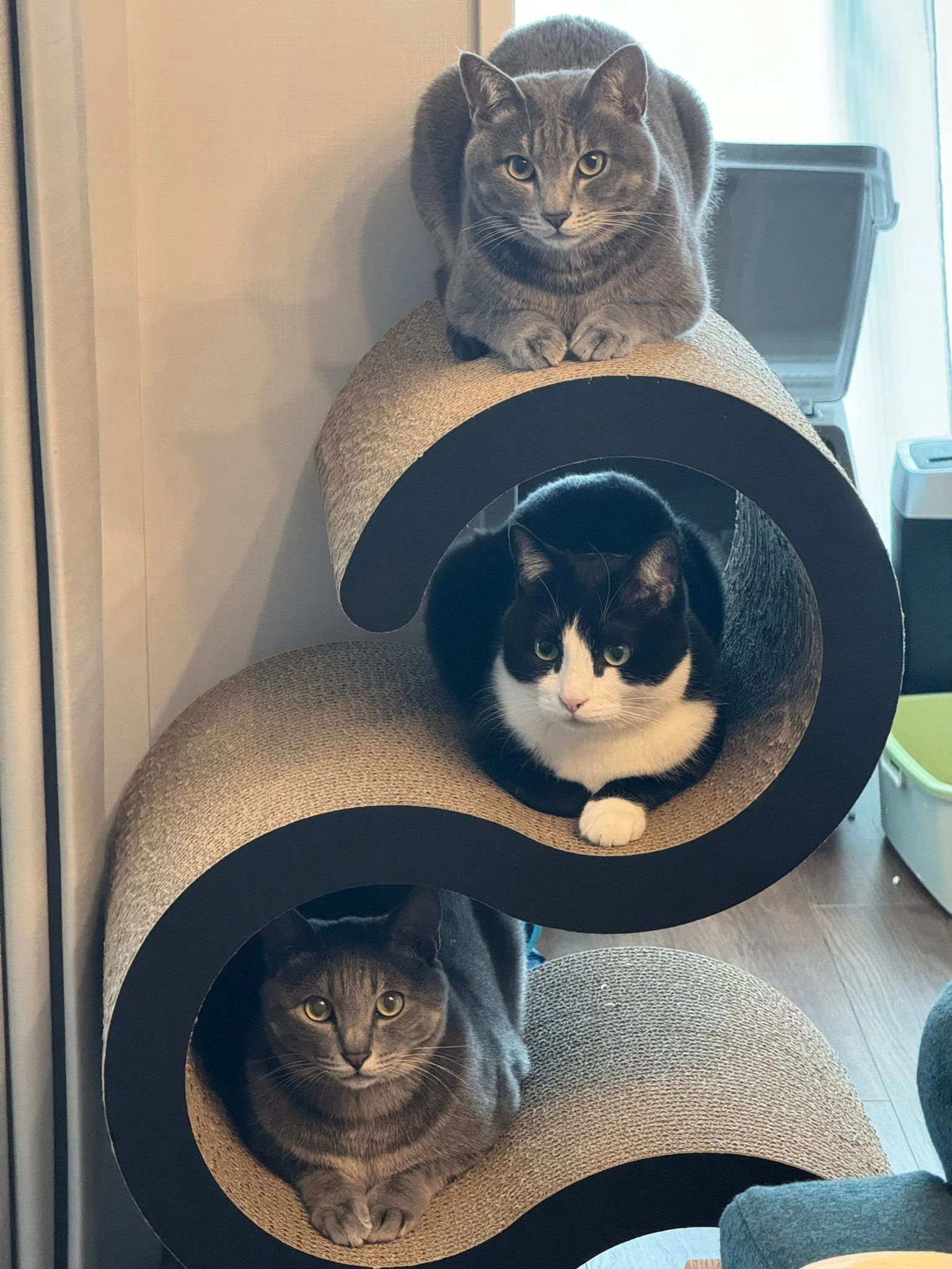 瞑想猫(*´꒳`*) 黒猫　ハチワレ Amazon.co.jp: !うちの黒猫 5種【】あくび/座り/見上げ/ハチワレ