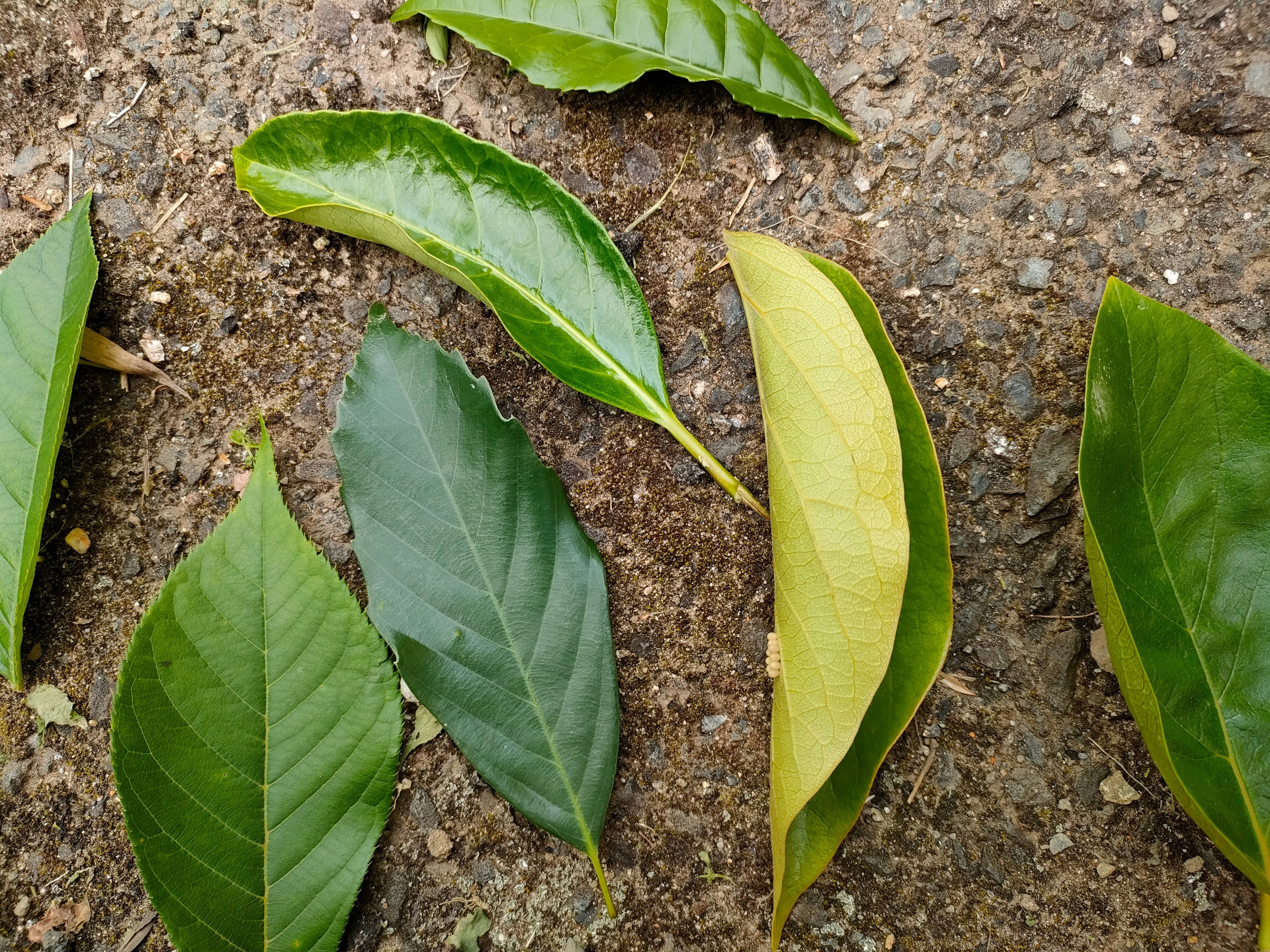 どうして、葉っぱの色って、それぞれ違うんだろうか？🌿🌱｜にっけ(゜