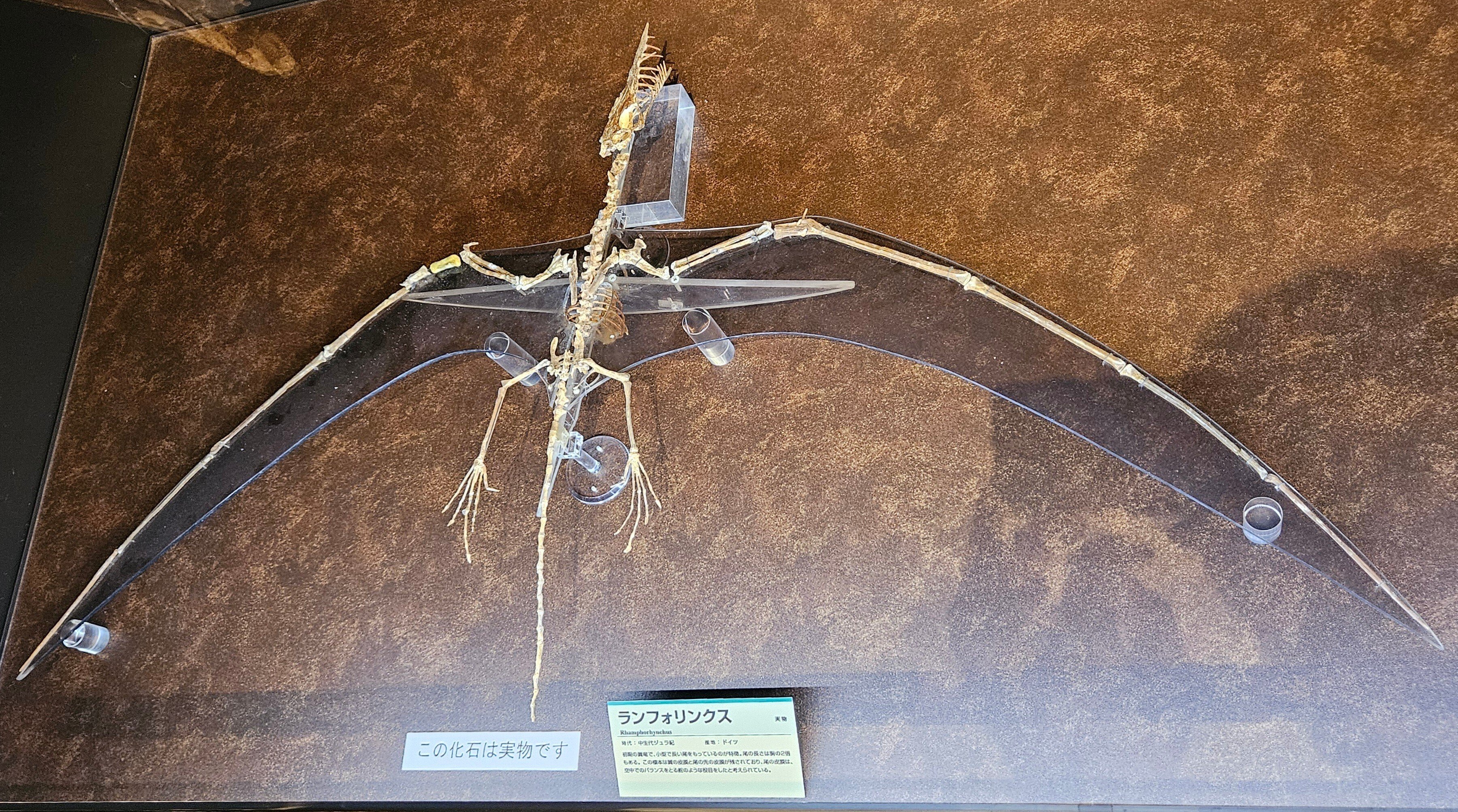 The Lost Universe 巨大翼竜②オシャレな巨大翼竜｜美原さつき