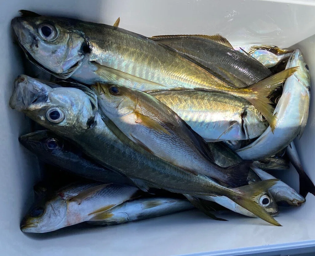 イサキ解禁】多数ヒット、最大38cm！大アジも多数ヒット、最大44cm