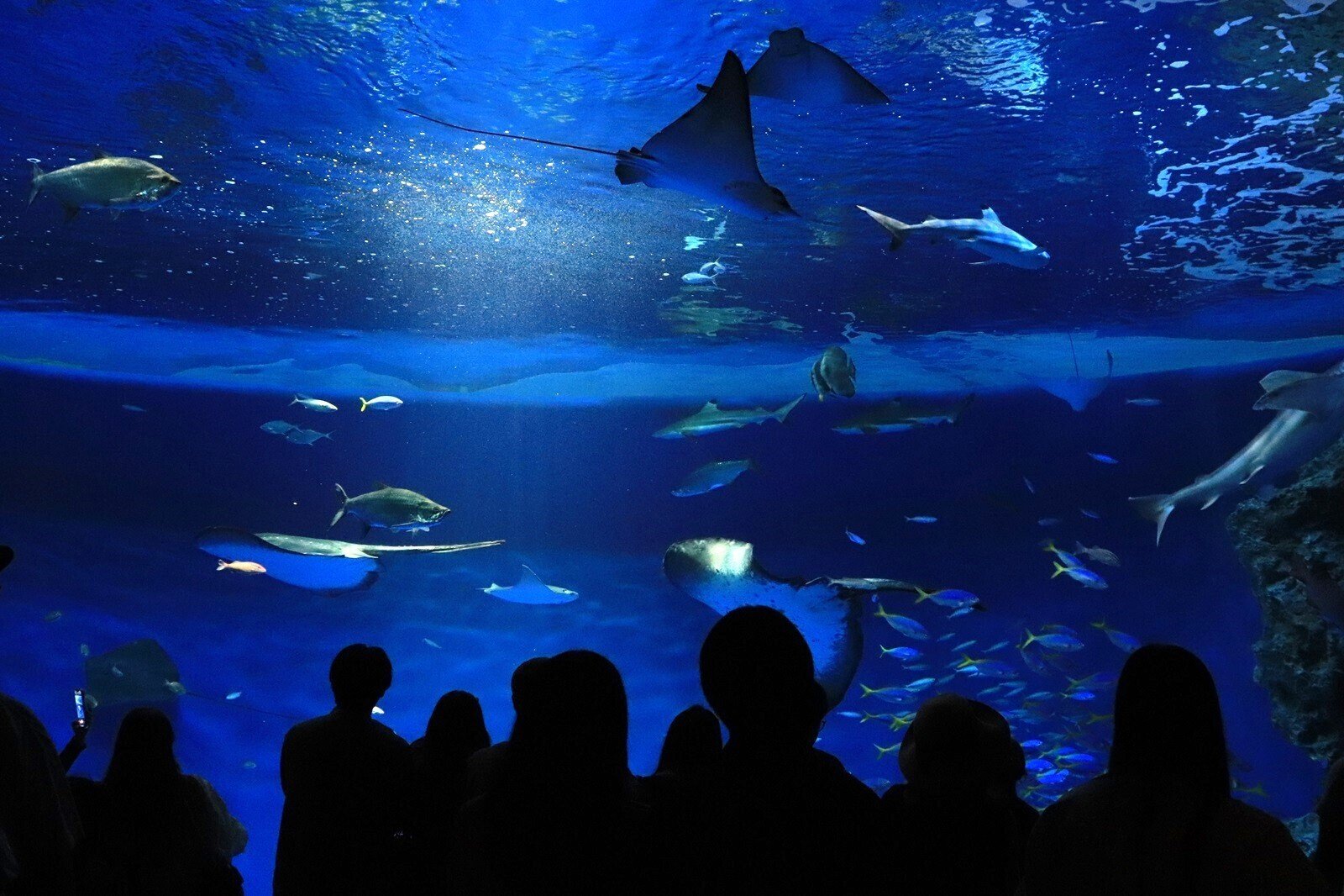 神戸市：須磨海浜水族園・海浜公園再整備【水族館】のFAQ（よく